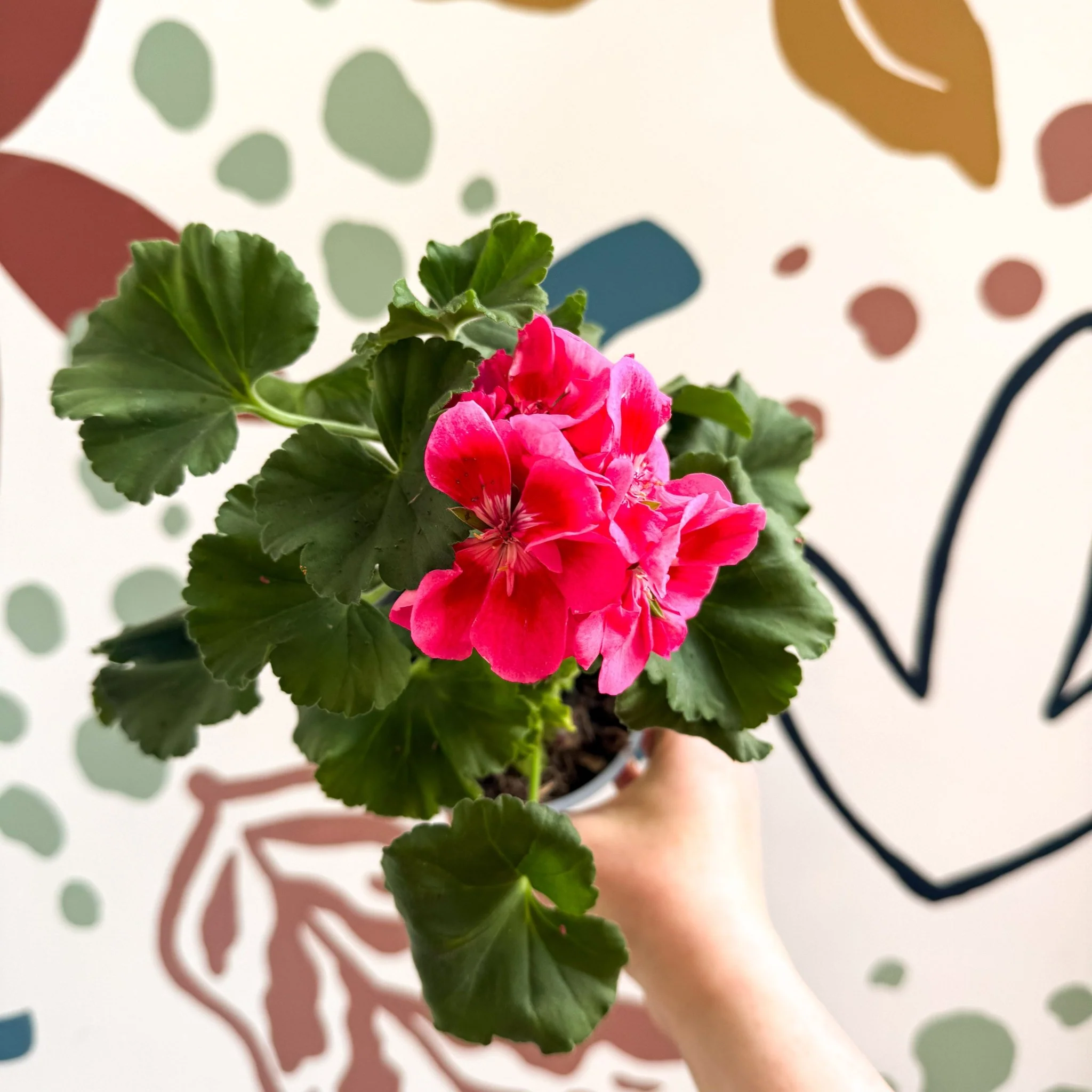 Pelargonium 'Castello Dm Claire Rose Red Eye' - Bedding Geranium - Image 5