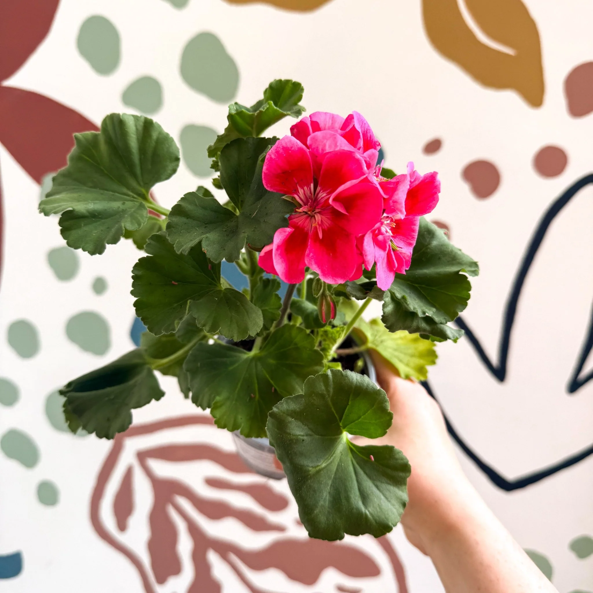 Pelargonium 'Castello Dm Claire Rose Red Eye' - Bedding Geranium - Image 6