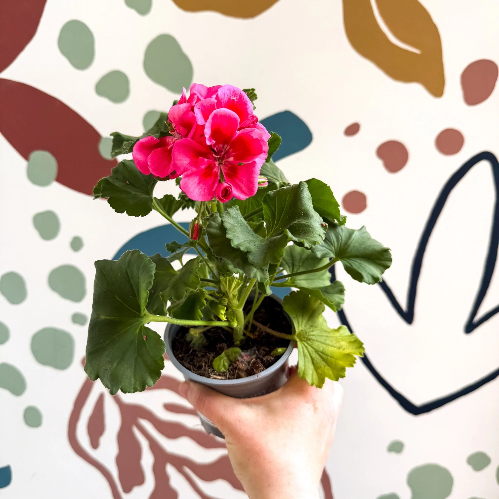 Pelargonium 'Castello Dm Claire Rose Red Eye' - Bedding Geranium - Image 7