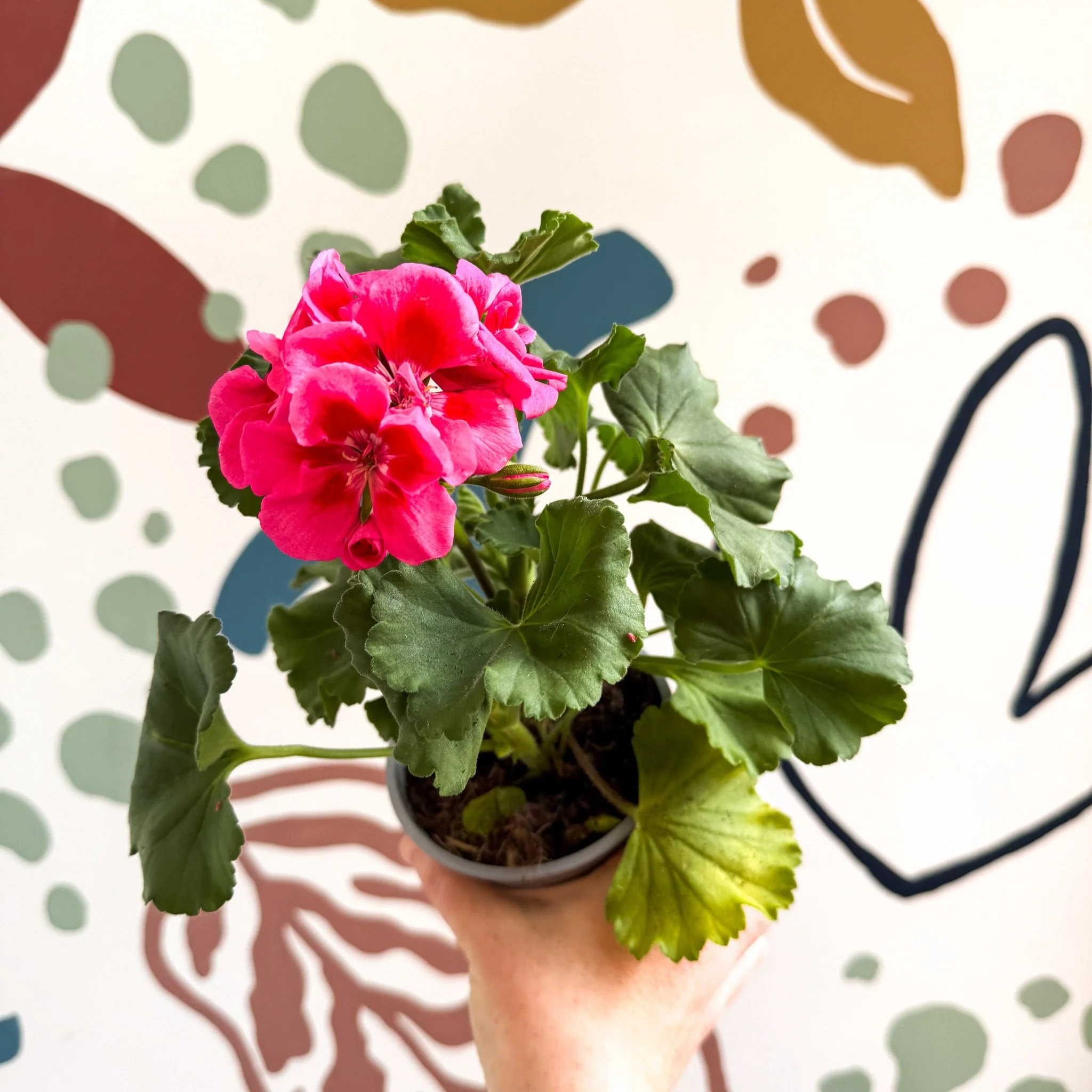 Pelargonium 'Castello Dm Claire Rose Red Eye' - Bedding Geranium - Image 8