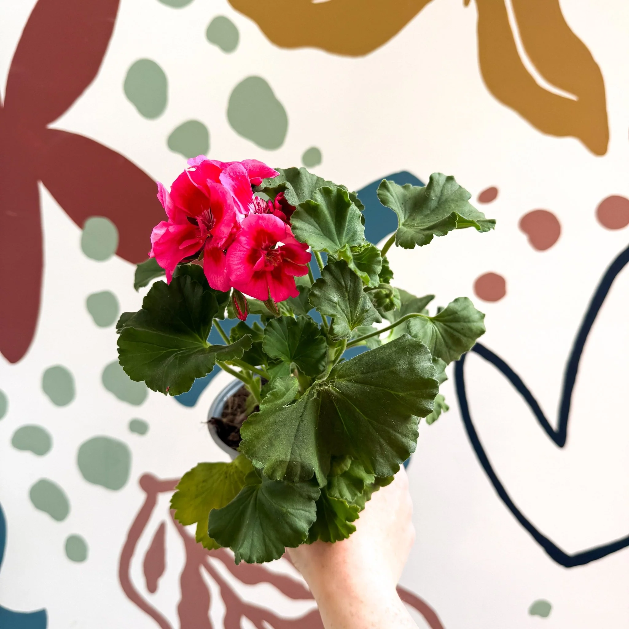 Pelargonium 'Castello Dm Claire Rose Red Eye' - Bedding Geranium - Image 9