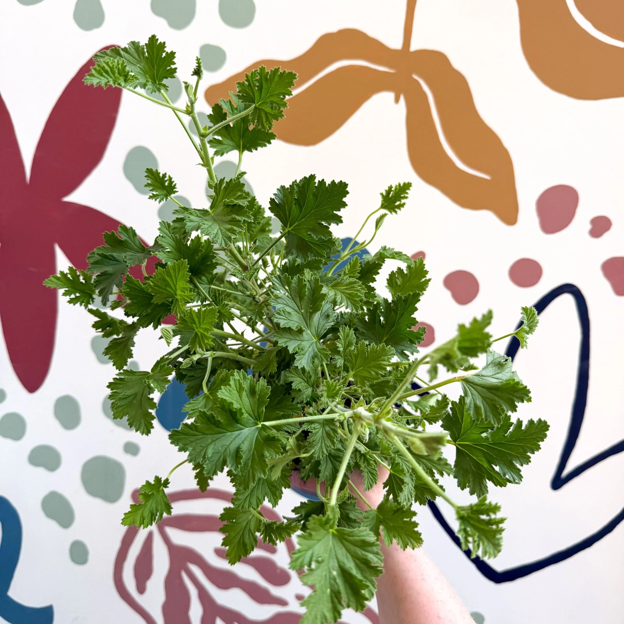 Pelargonium crispum – Lemon-Scented Geranium