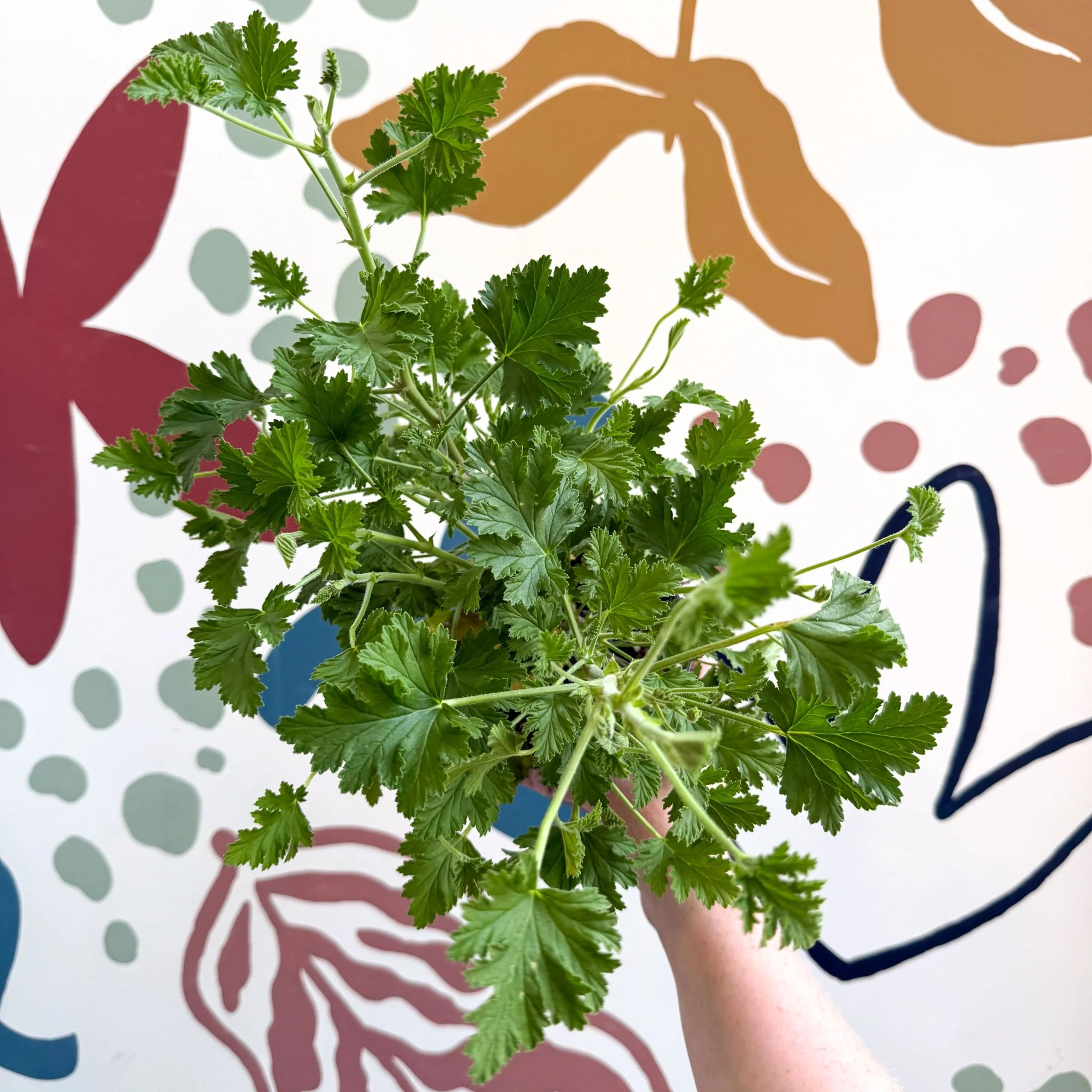 Pelargonium crispum – Lemon-Scented Geranium - Image 2