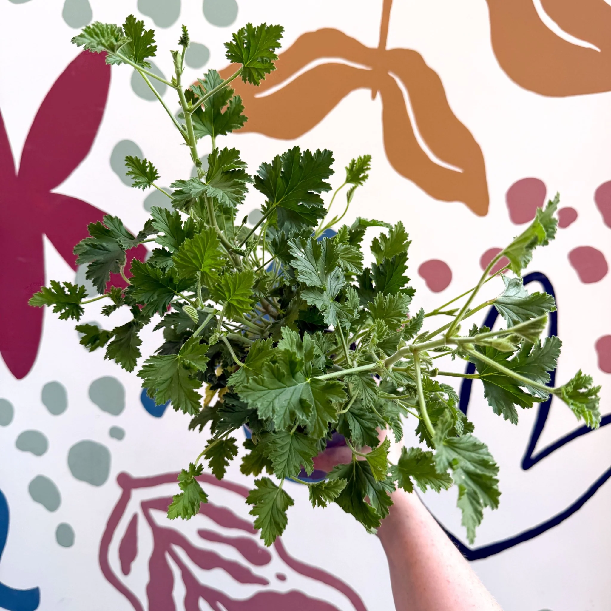 Pelargonium crispum – Lemon-Scented Geranium - Image 3