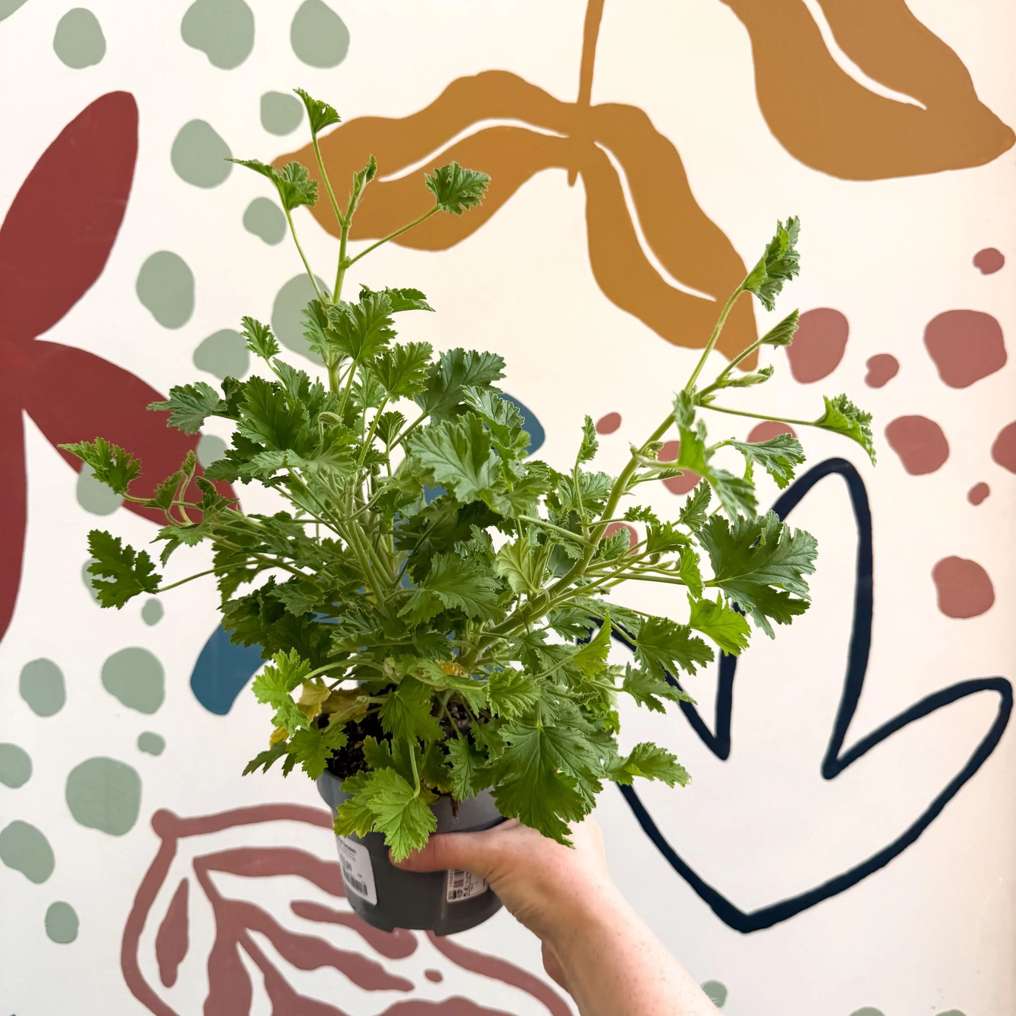 Pelargonium crispum – Lemon-Scented Geranium - Image 4