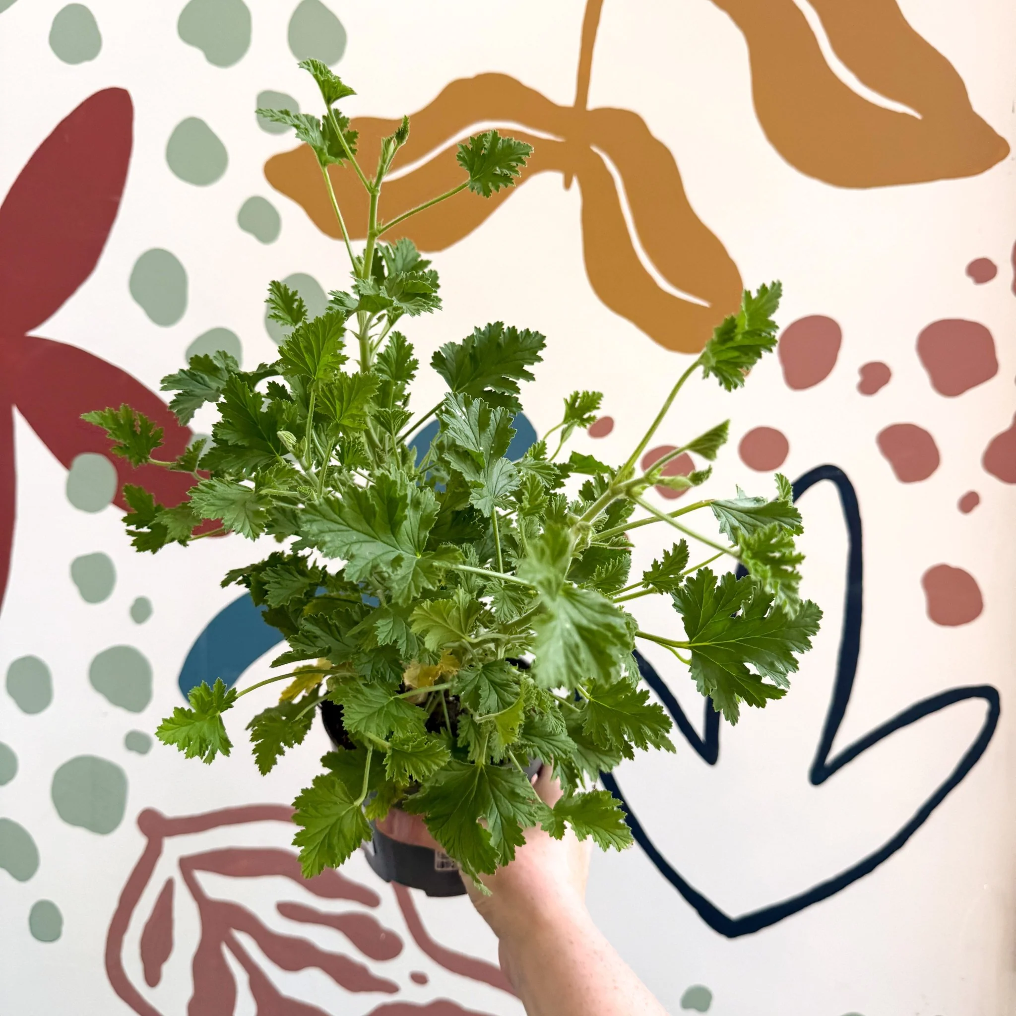 Pelargonium crispum – Lemon-Scented Geranium - Image 5