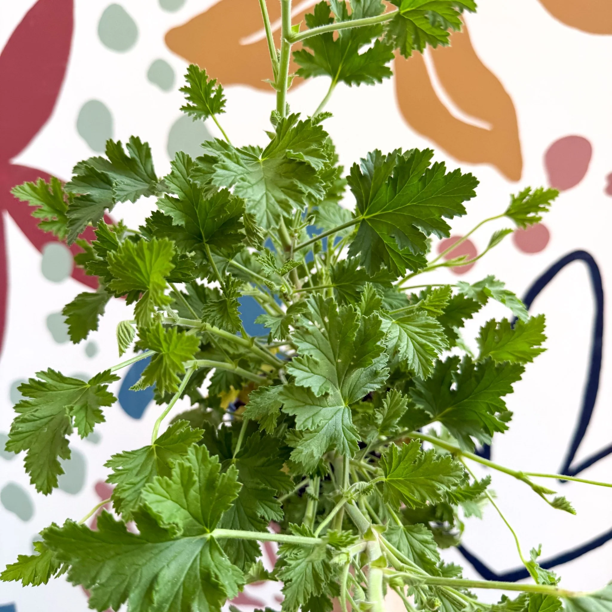 Pelargonium crispum – Lemon-Scented Geranium - Image 6