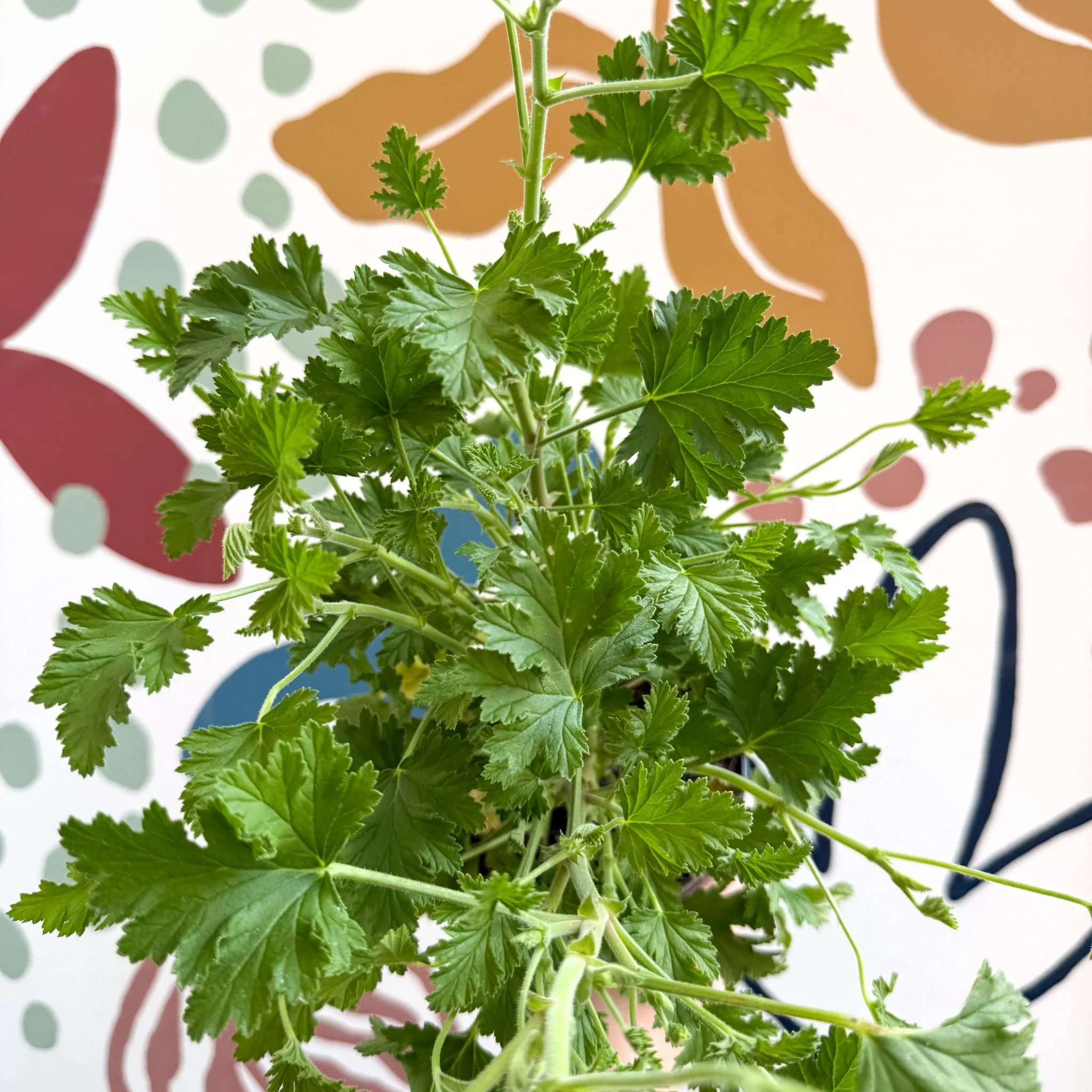 Pelargonium crispum – Lemon-Scented Geranium - Image 7