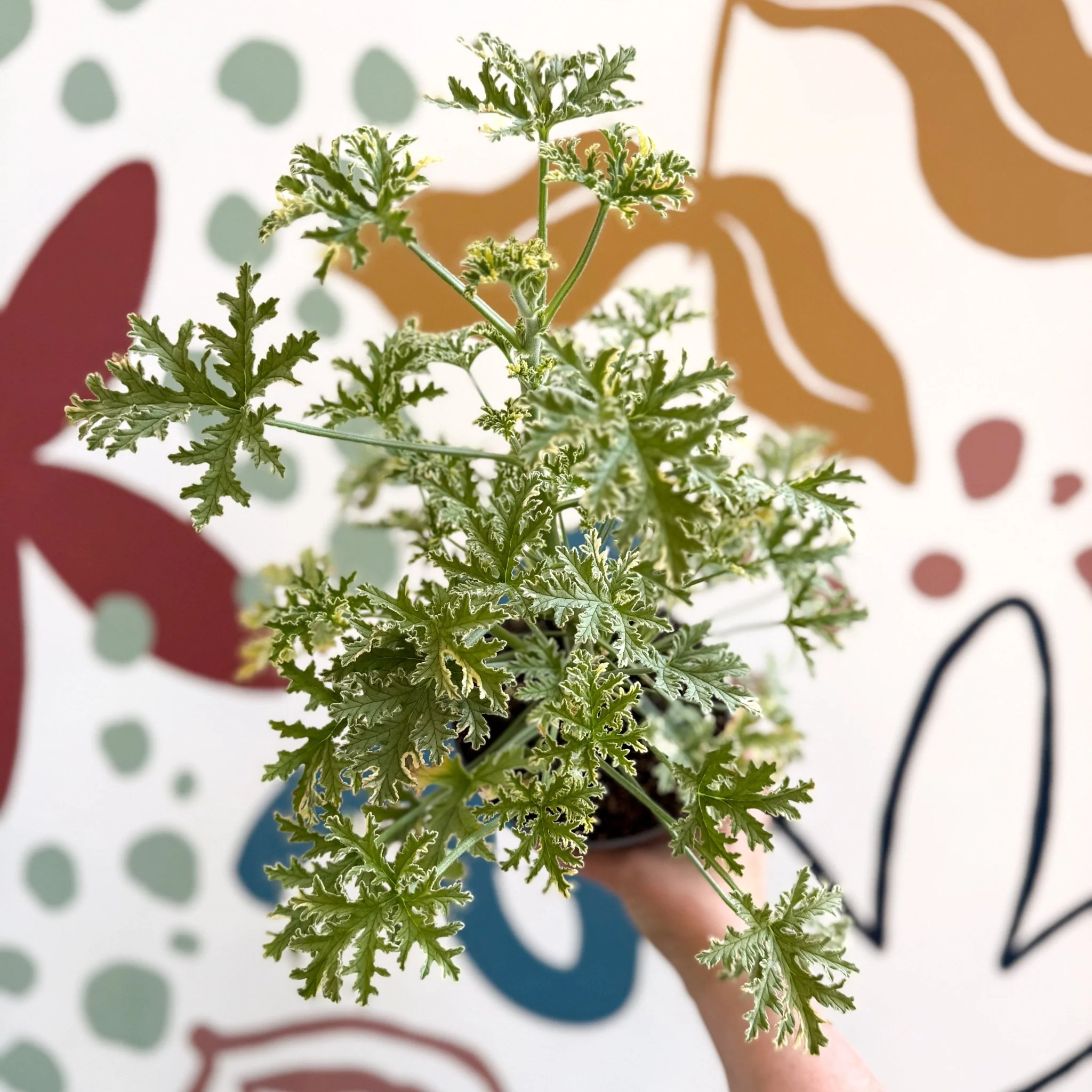 Pelargonium crispum ‘Variegatum’ – Mint Scented Geranium