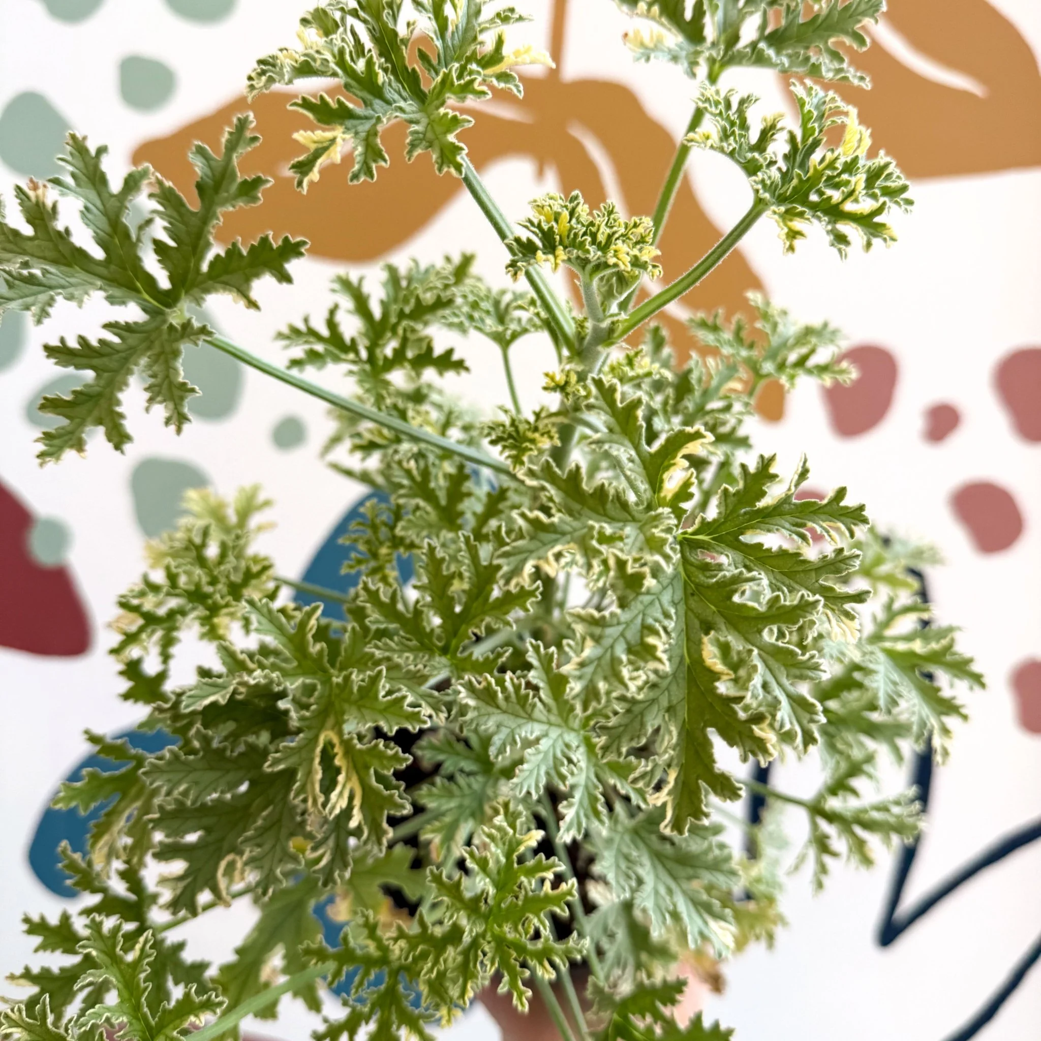 Pelargonium crispum ‘Variegatum’ – Mint Scented Geranium - Image 10