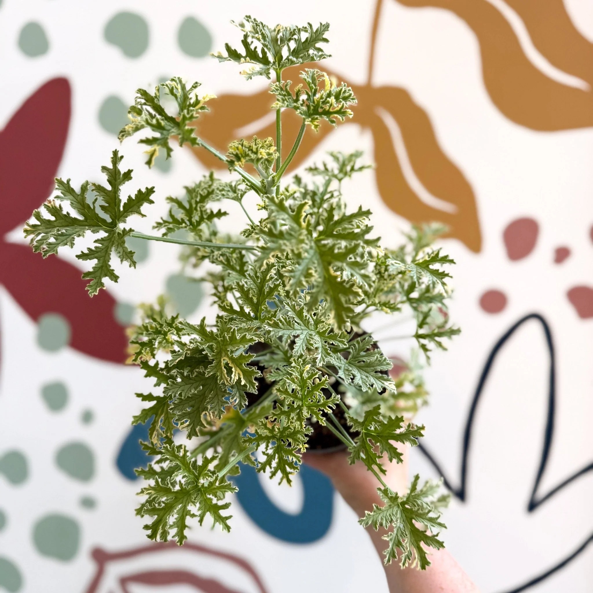 Pelargonium crispum ‘Variegatum’ – Mint Scented Geranium - Image 2