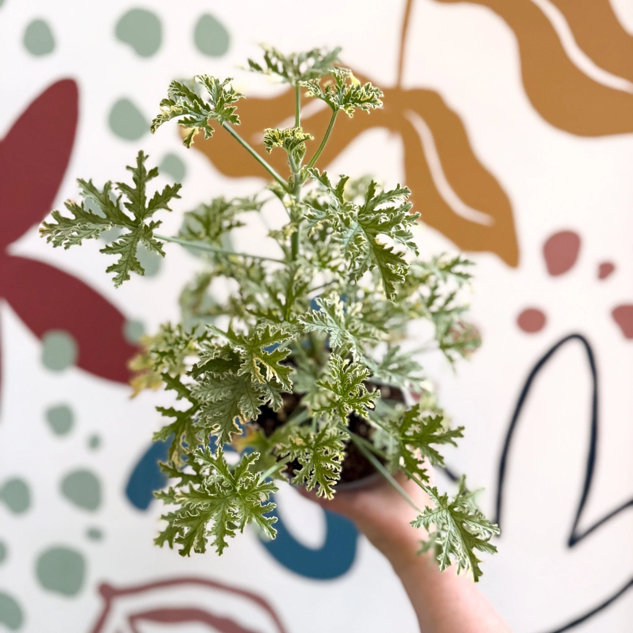 Pelargonium crispum ‘Variegatum’ – Mint Scented Geranium - Image 3