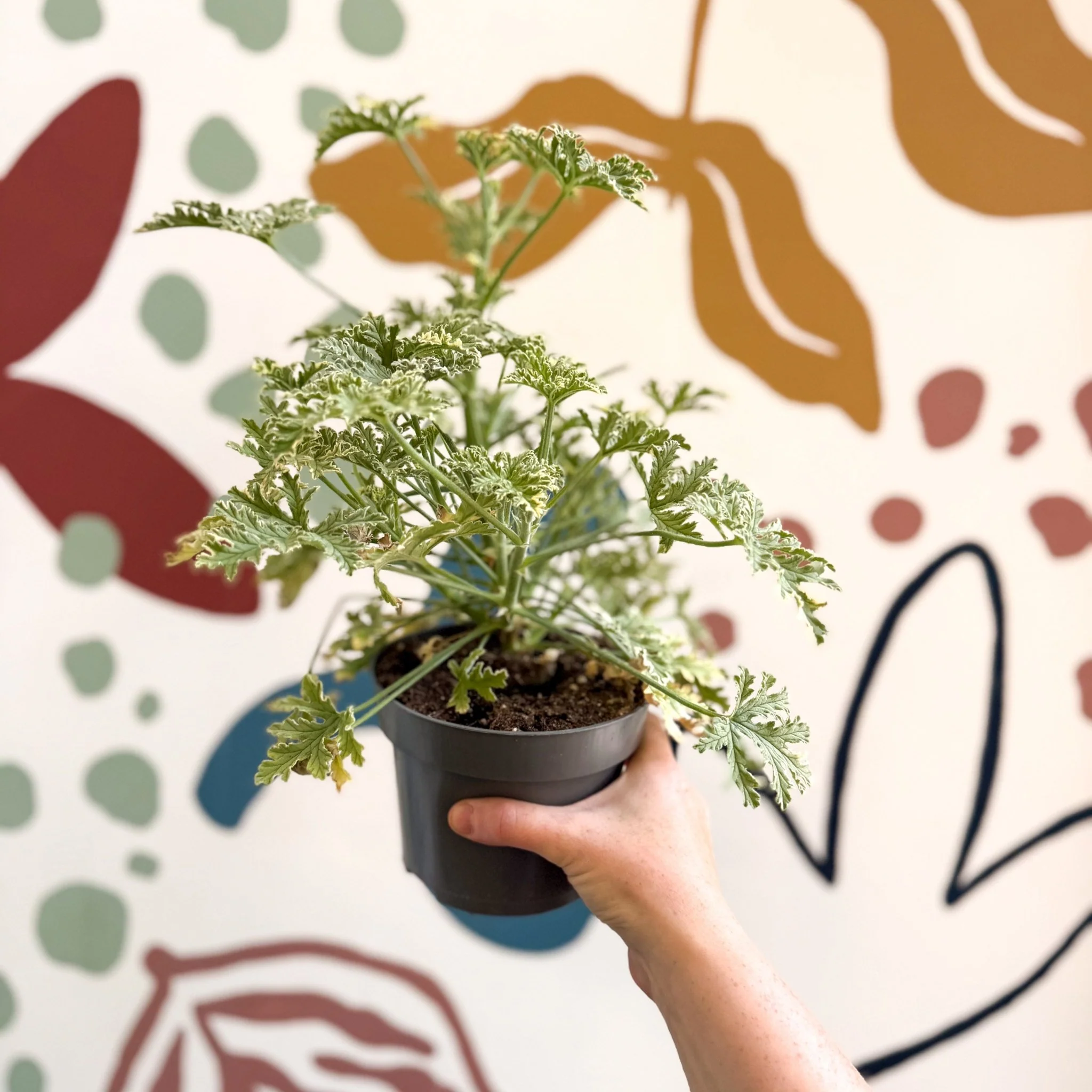 Pelargonium crispum ‘Variegatum’ – Mint Scented Geranium - Image 4