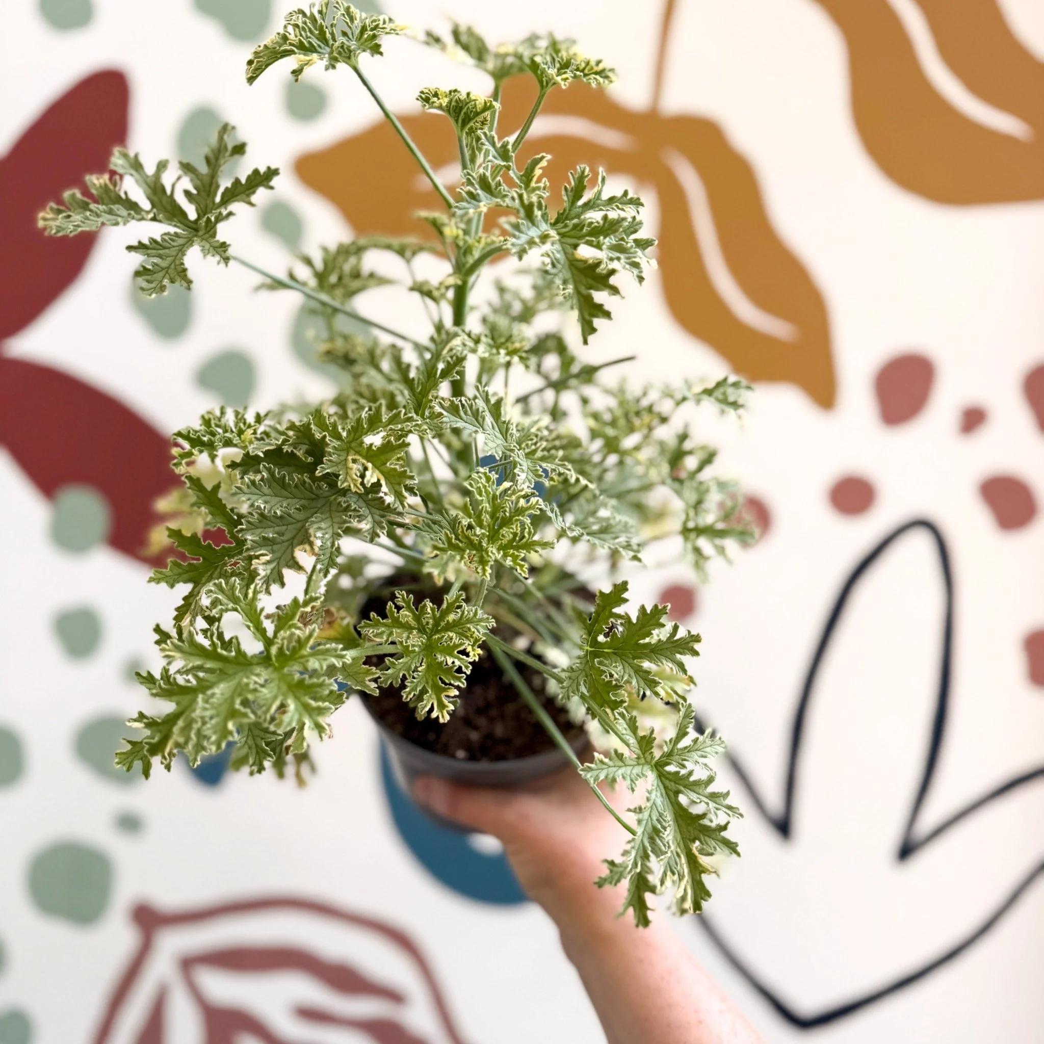 Pelargonium crispum ‘Variegatum’ – Mint Scented Geranium - Image 5