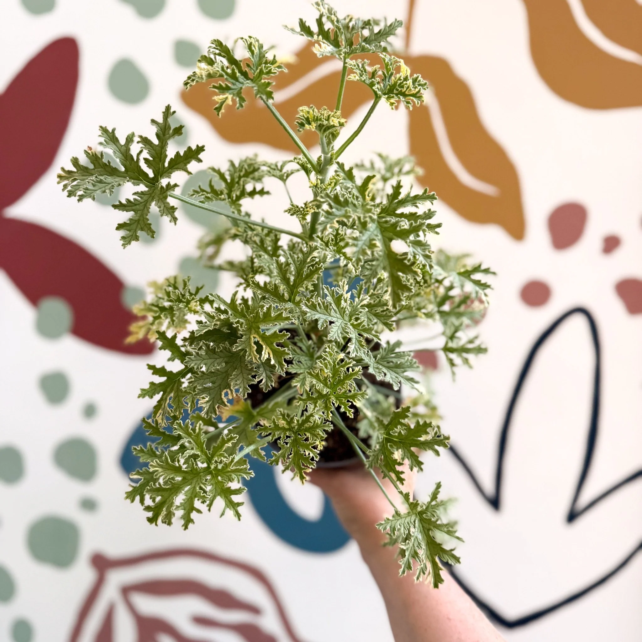 Pelargonium crispum ‘Variegatum’ – Mint Scented Geranium - Image 6