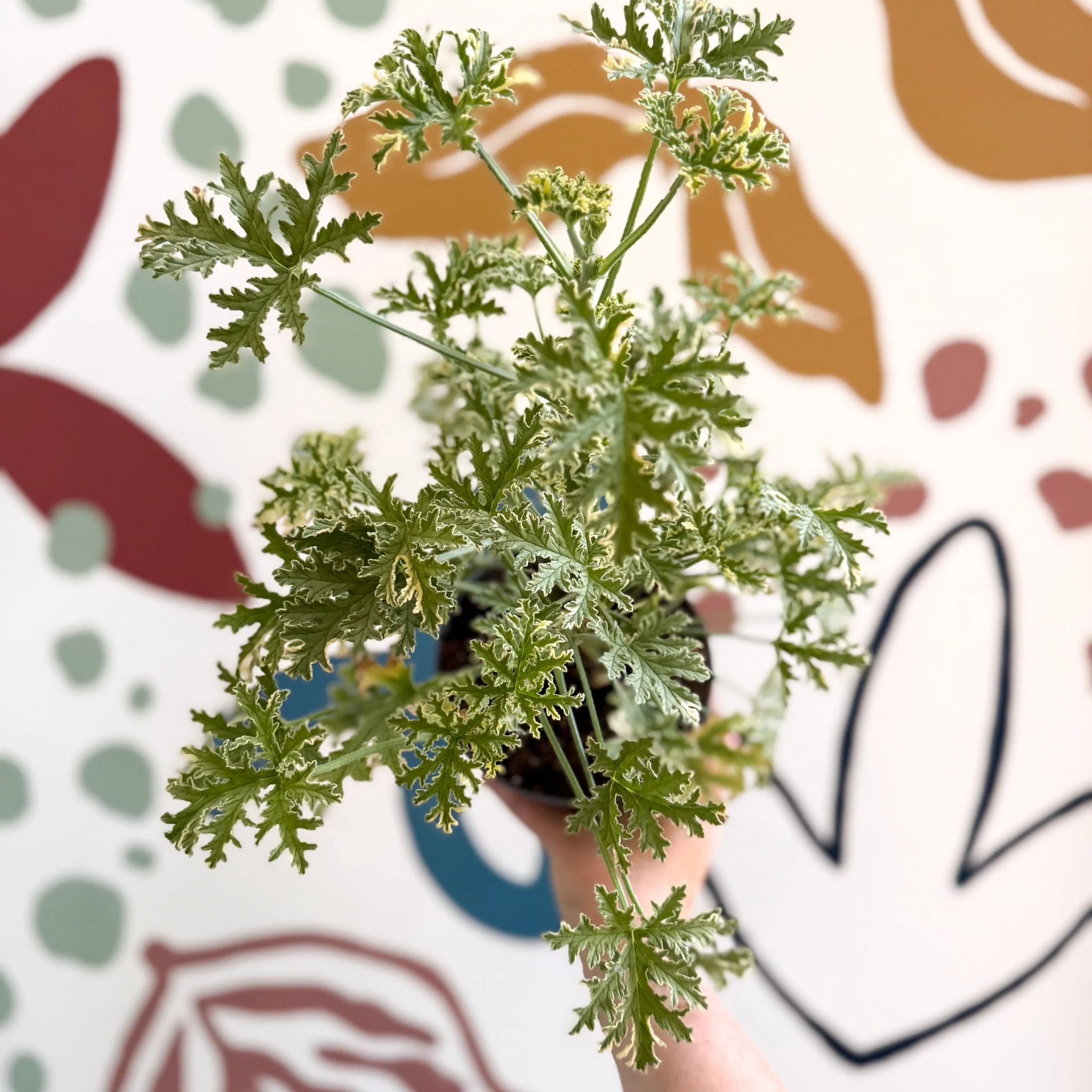 Pelargonium crispum ‘Variegatum’ – Mint Scented Geranium - Image 7