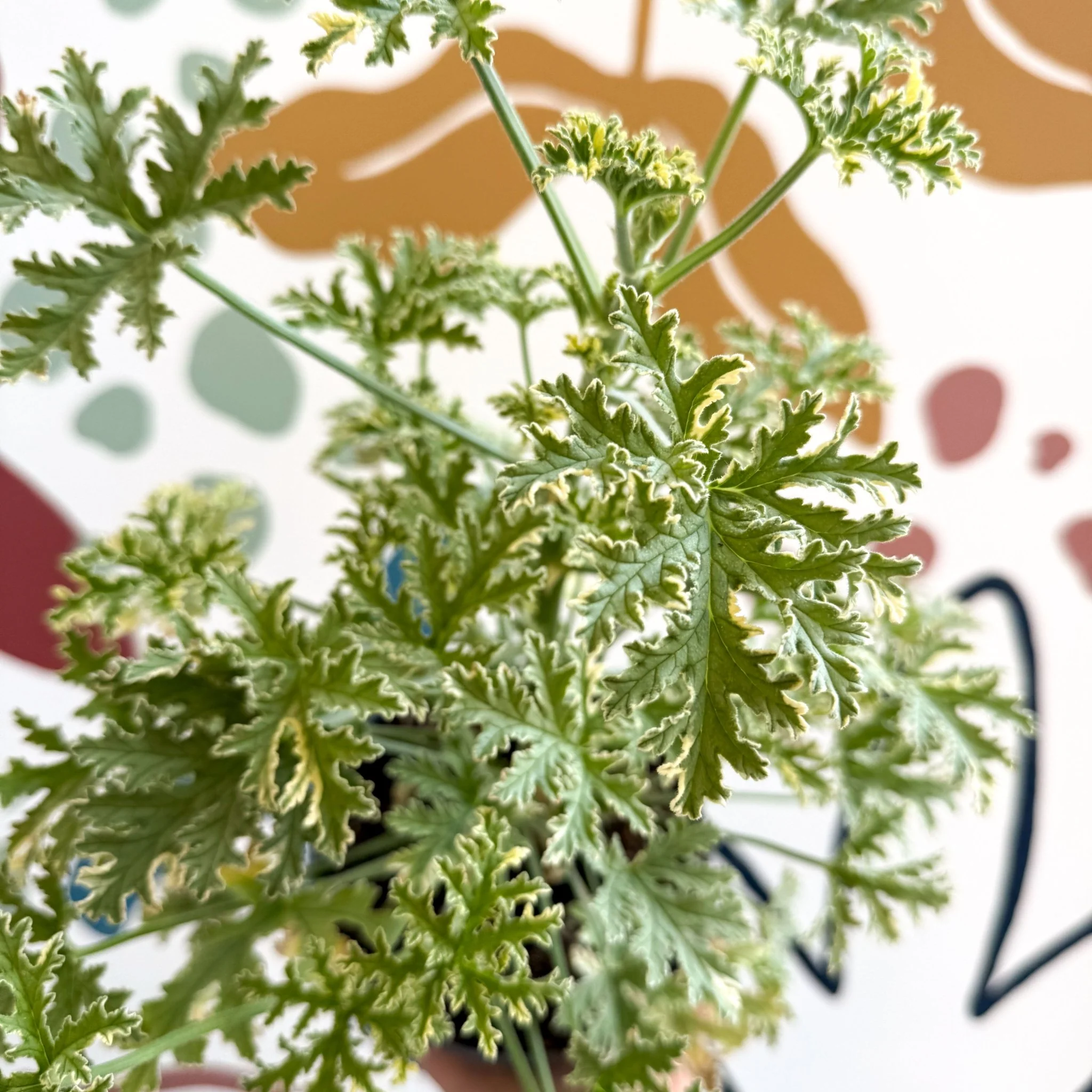 Pelargonium crispum ‘Variegatum’ – Mint Scented Geranium - Image 8