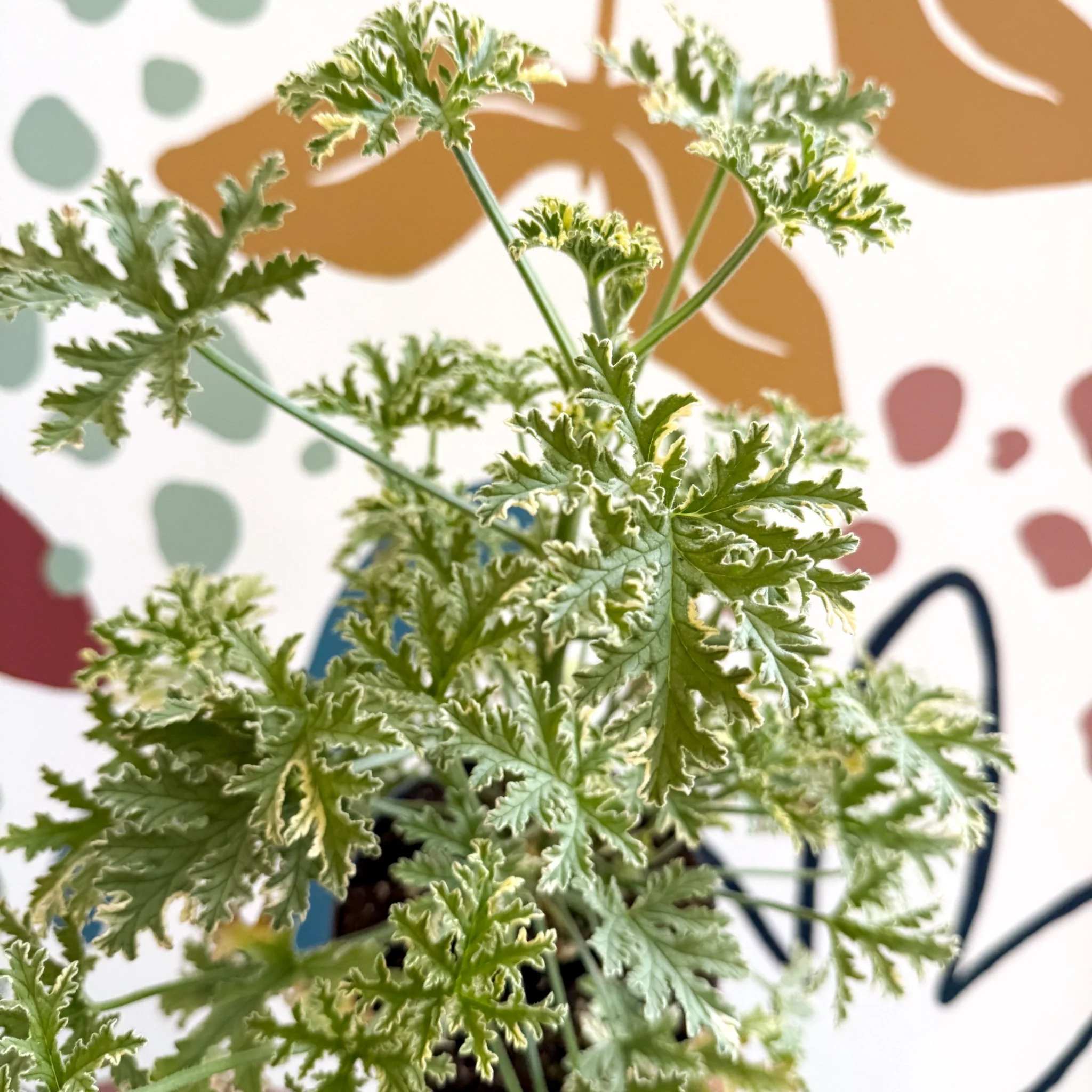 Pelargonium crispum ‘Variegatum’ – Mint Scented Geranium - Image 9
