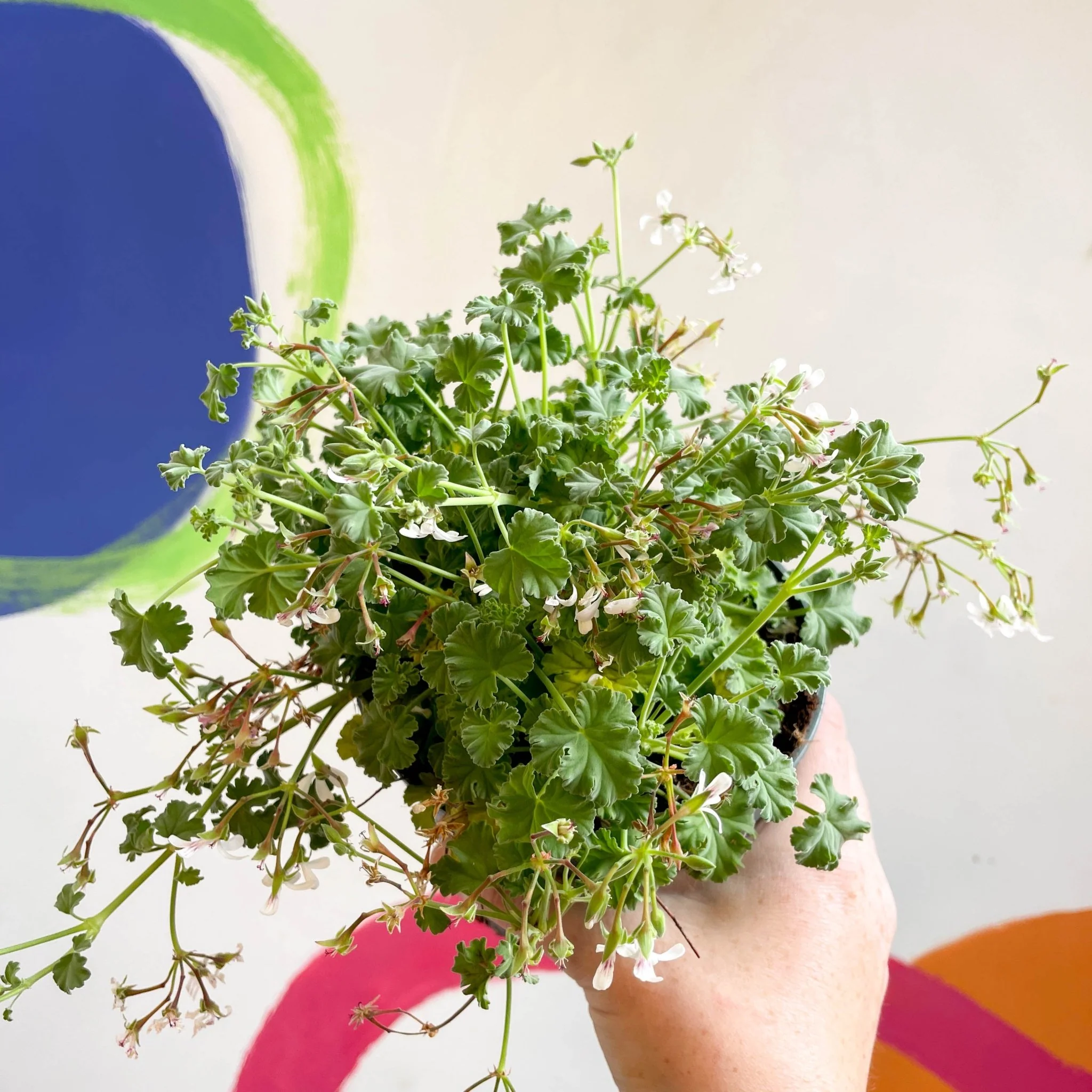 Pelargonium odoratissimum - Apple Scented Geranium