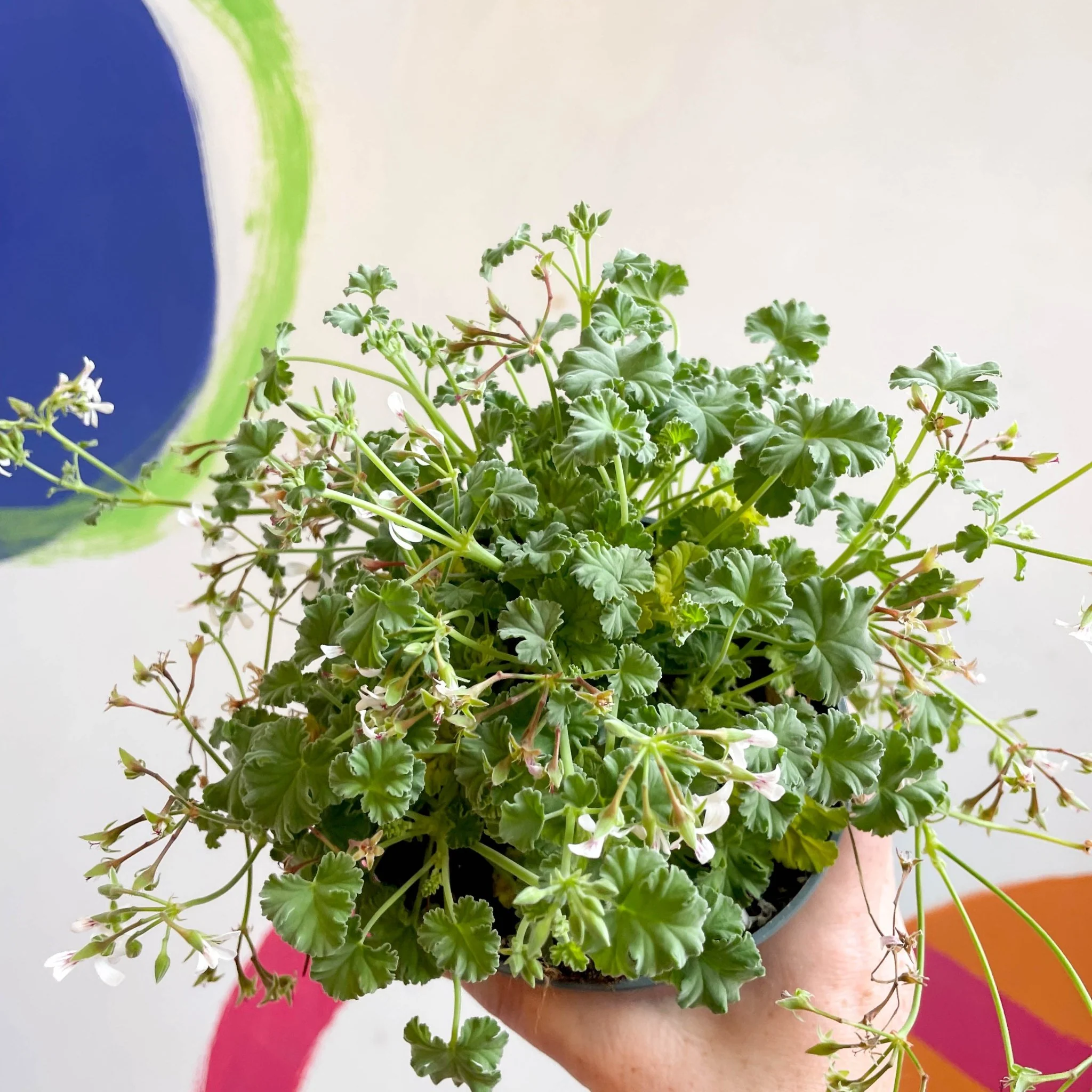Pelargonium odoratissimum - Apple Scented Geranium - Image 10