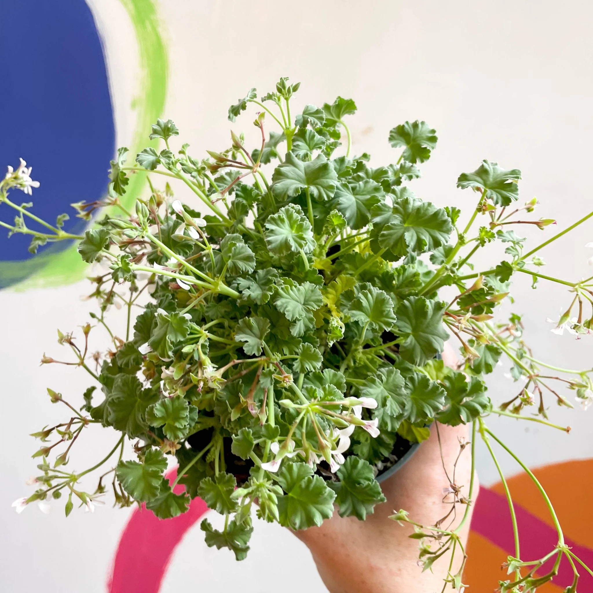 Pelargonium odoratissimum - Apple Scented Geranium - Image 11
