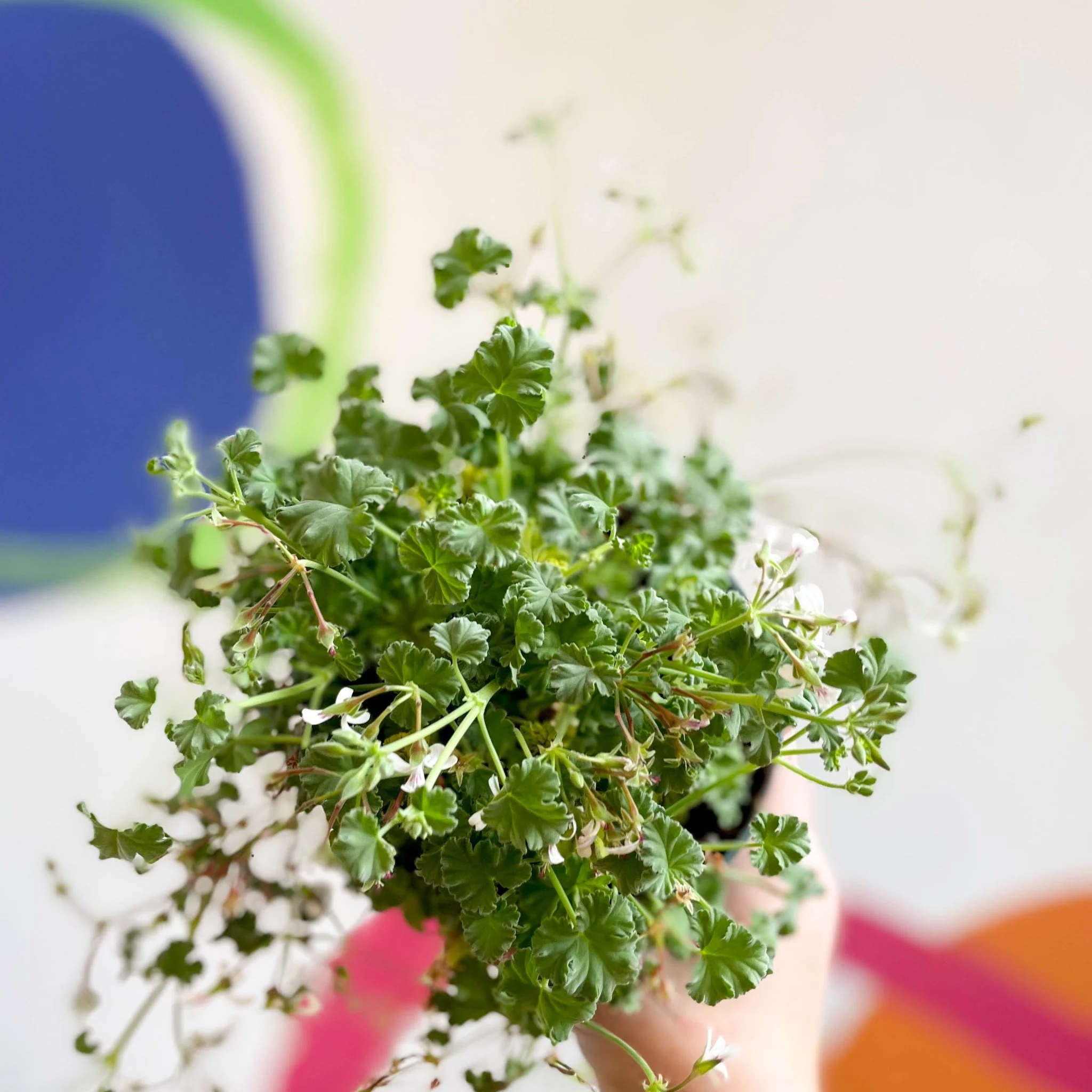 Pelargonium odoratissimum - Apple Scented Geranium - Image 2