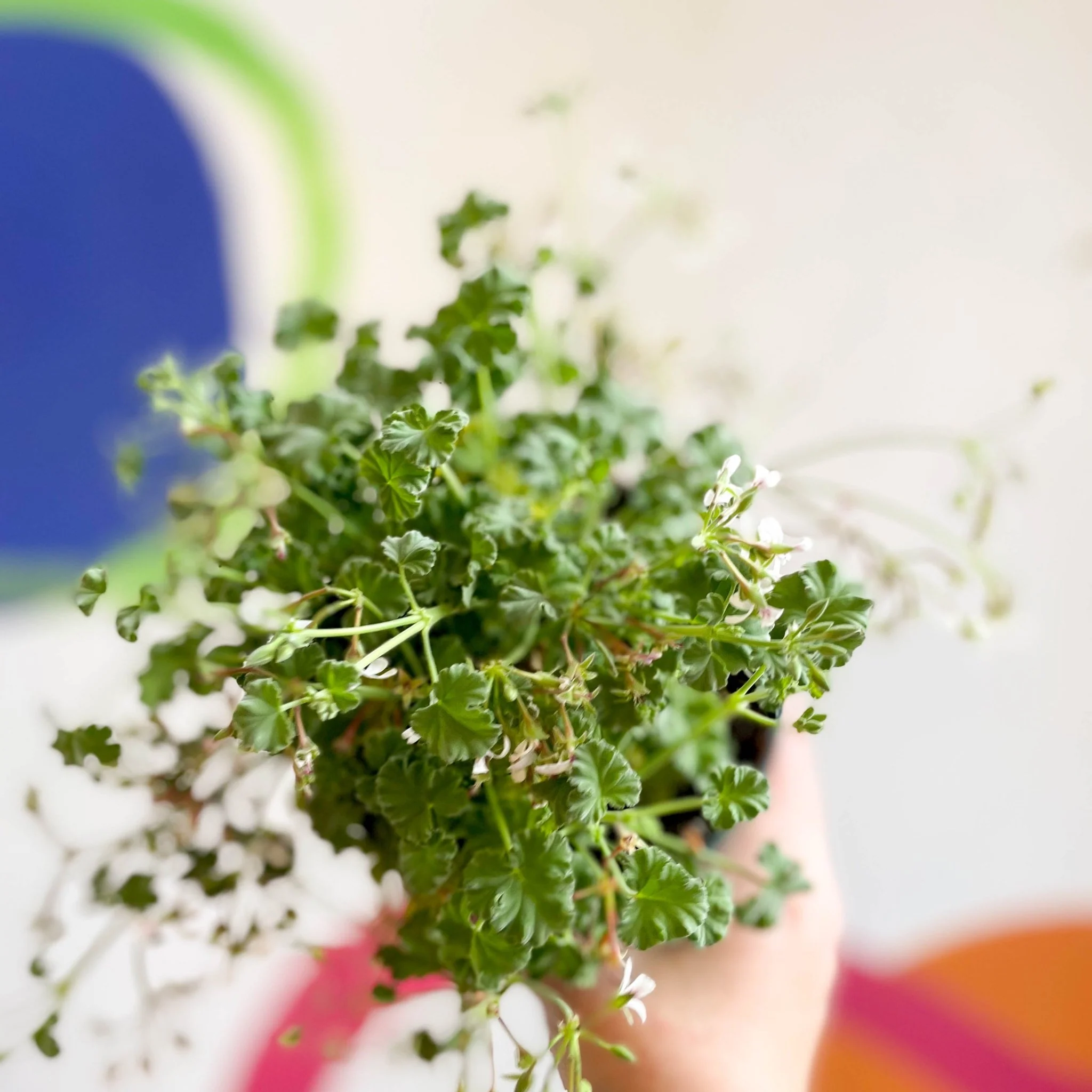 Pelargonium odoratissimum - Apple Scented Geranium - Image 3