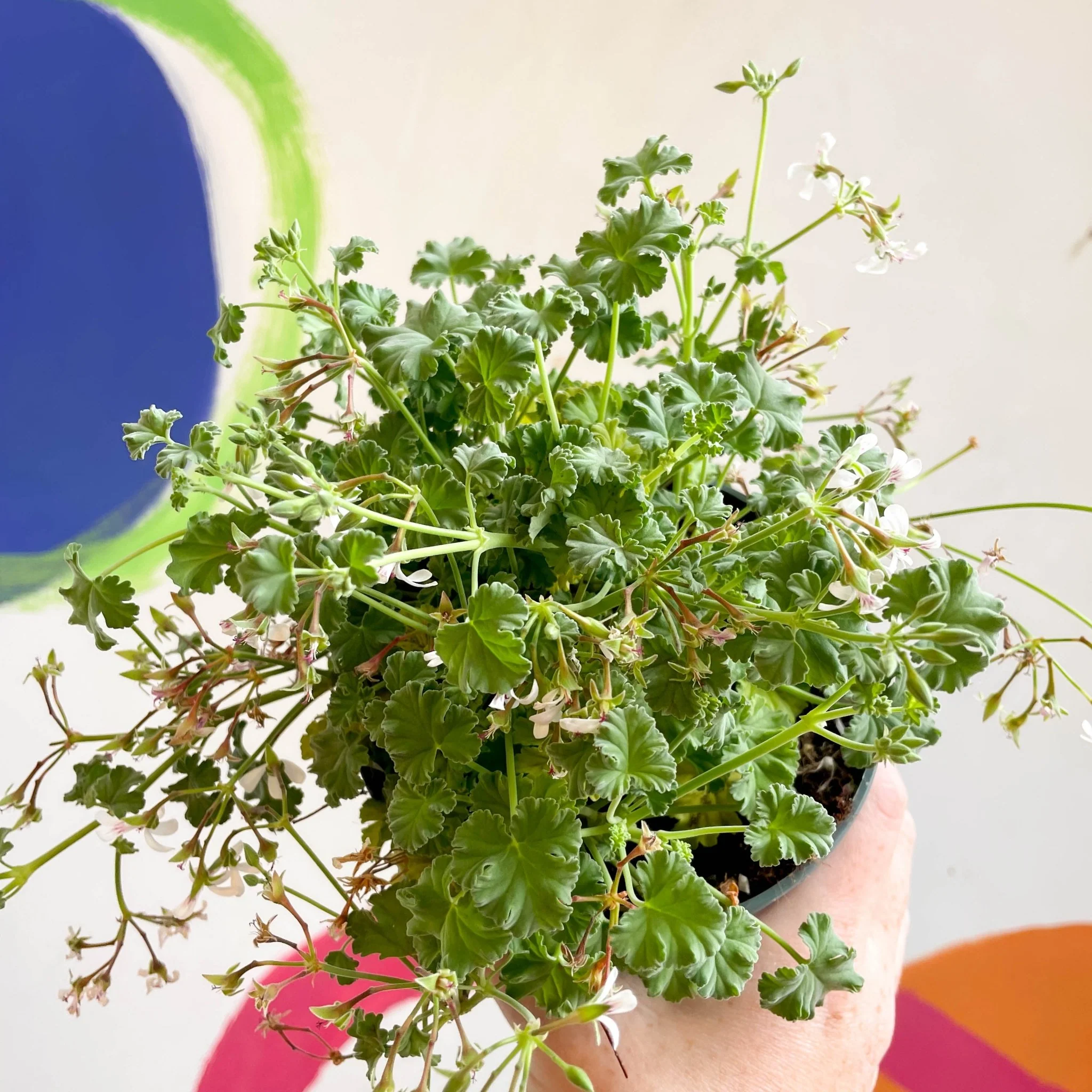 Pelargonium odoratissimum - Apple Scented Geranium - Image 5