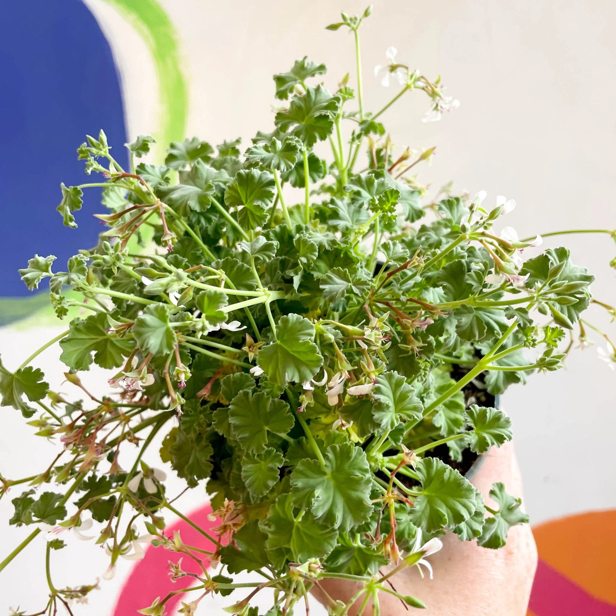 Pelargonium odoratissimum - Apple Scented Geranium - Image 6