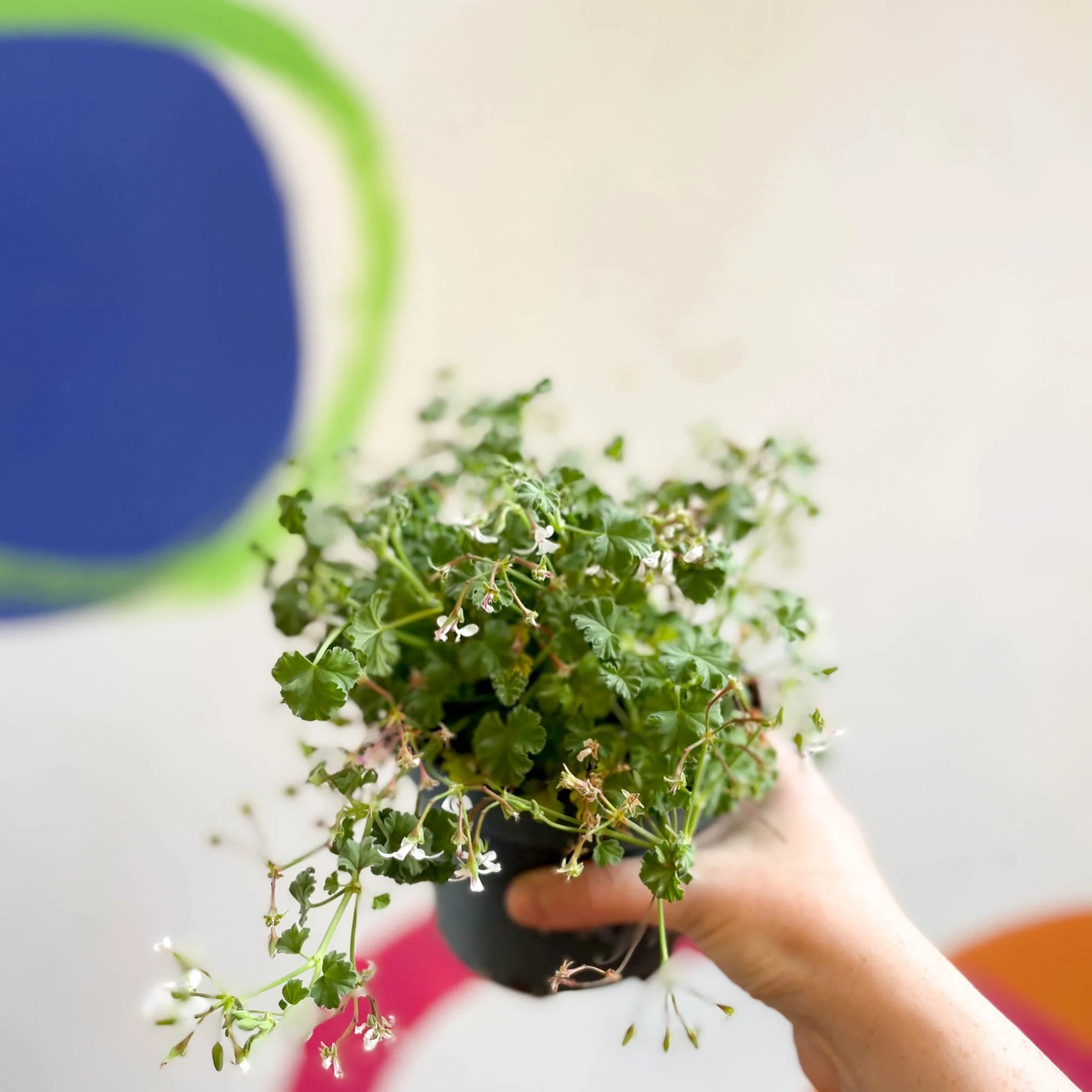 Pelargonium odoratissimum - Apple Scented Geranium - Image 7