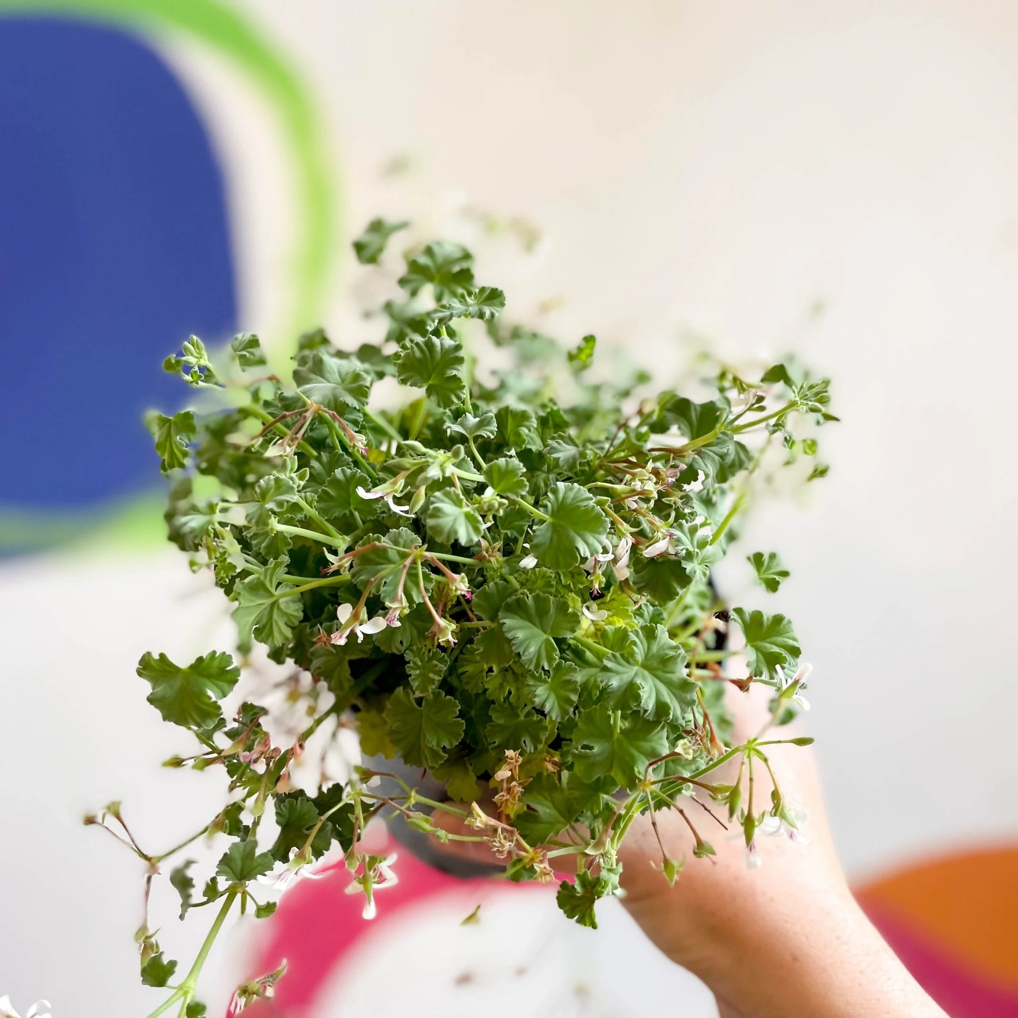 Pelargonium odoratissimum - Apple Scented Geranium - Image 8