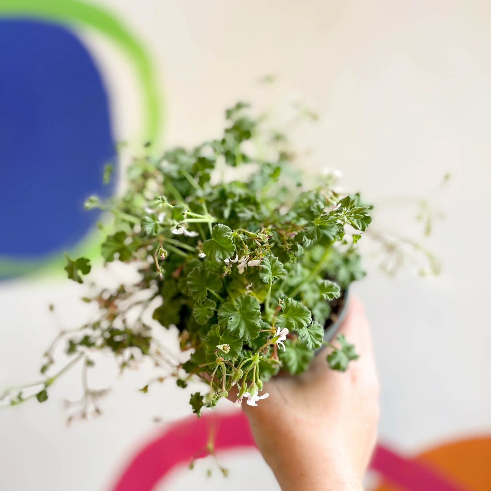 Pelargonium odoratissimum - Apple Scented Geranium - Image 9
