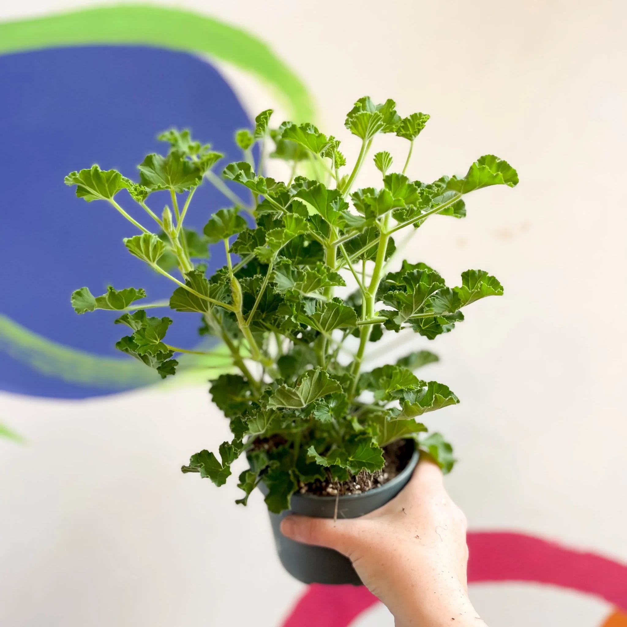 Pelargonium x nervosum 'Cola Bottles' - Cola Scented Geranium - Image 10