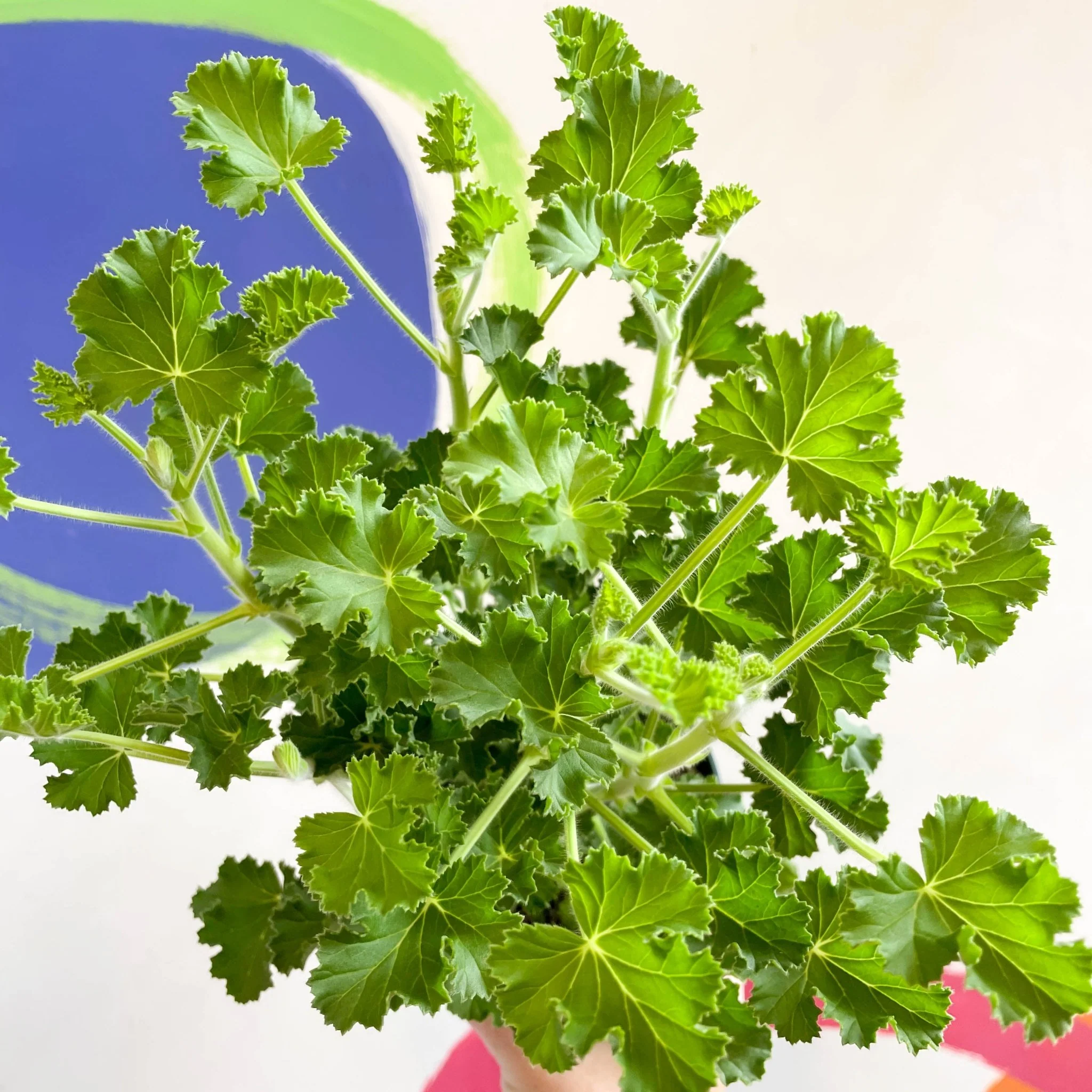 Pelargonium x nervosum 'Cola Bottles' - Cola Scented Geranium - Image 11