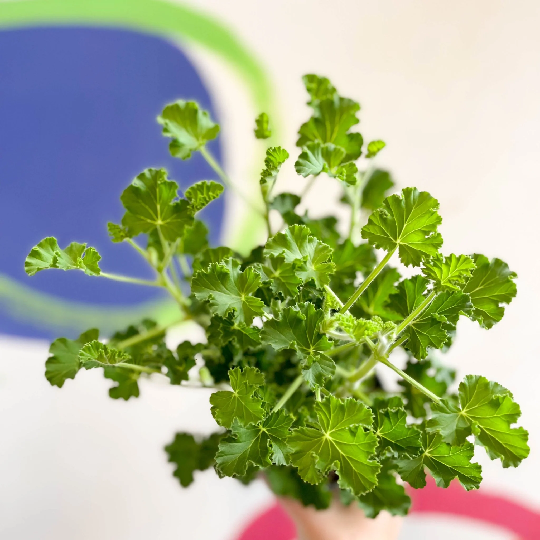 Pelargonium x nervosum 'Cola Bottles' - Cola Scented Geranium - Image 2