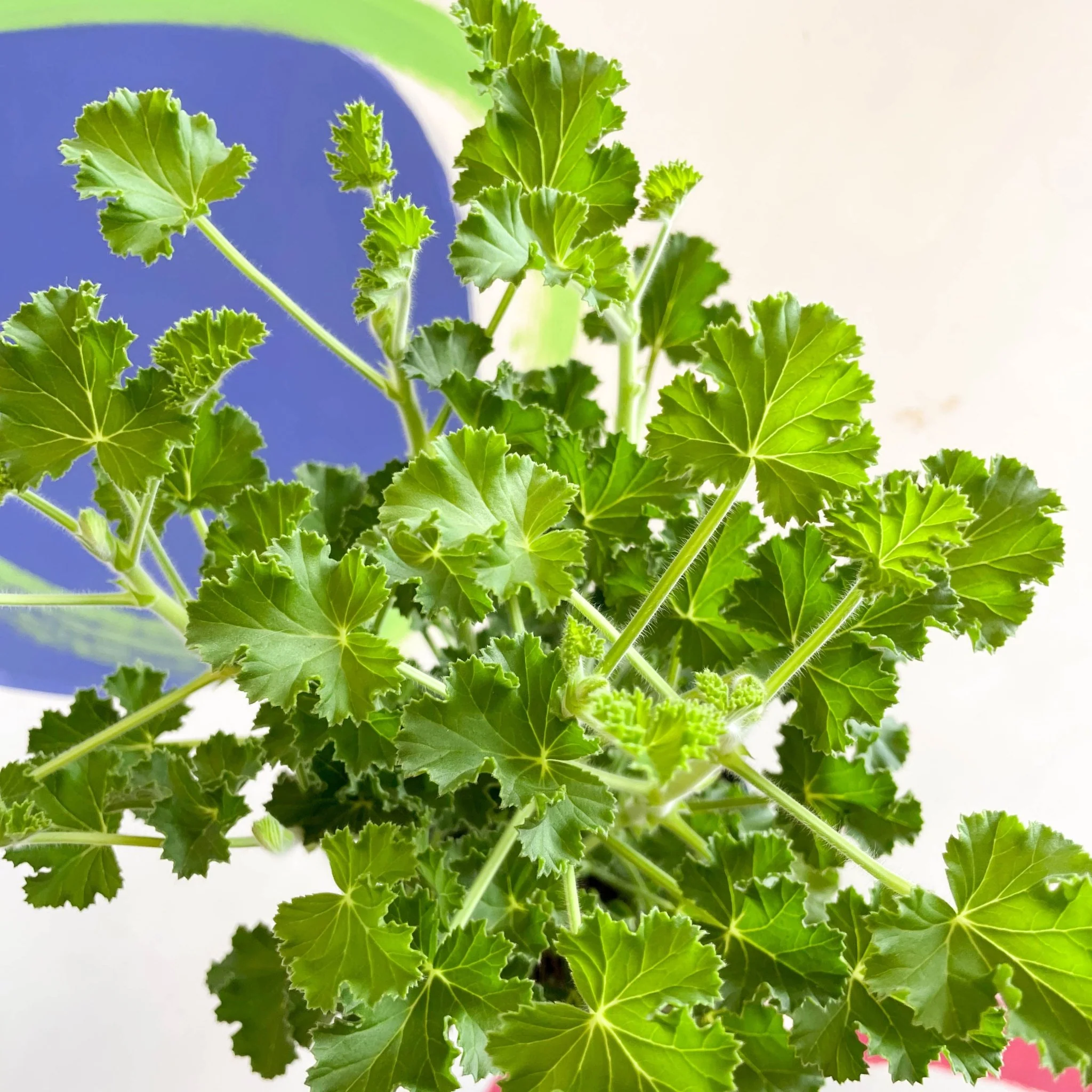 Pelargonium x nervosum 'Cola Bottles' - Cola Scented Geranium - Image 4