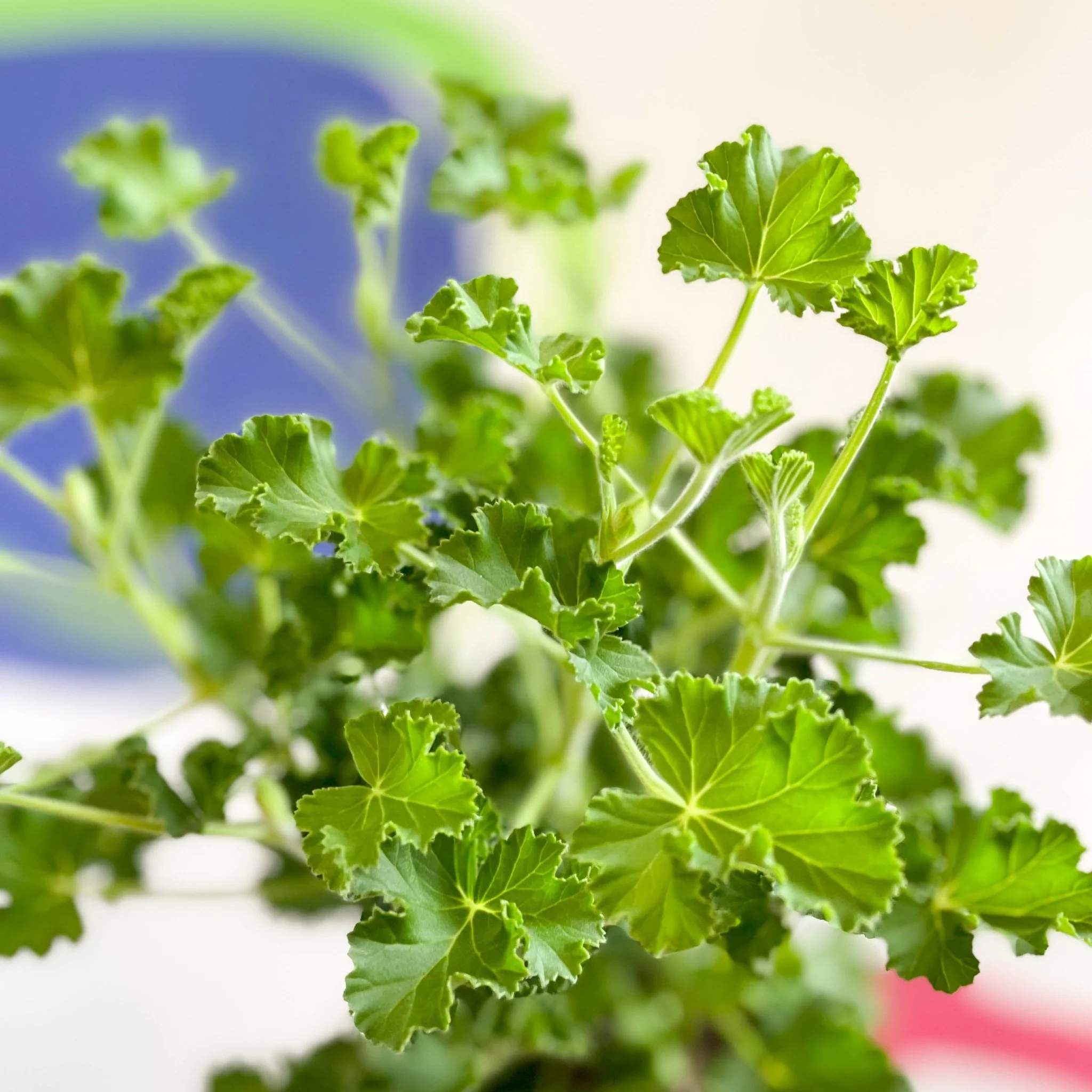 Pelargonium x nervosum 'Cola Bottles' - Cola Scented Geranium - Image 5