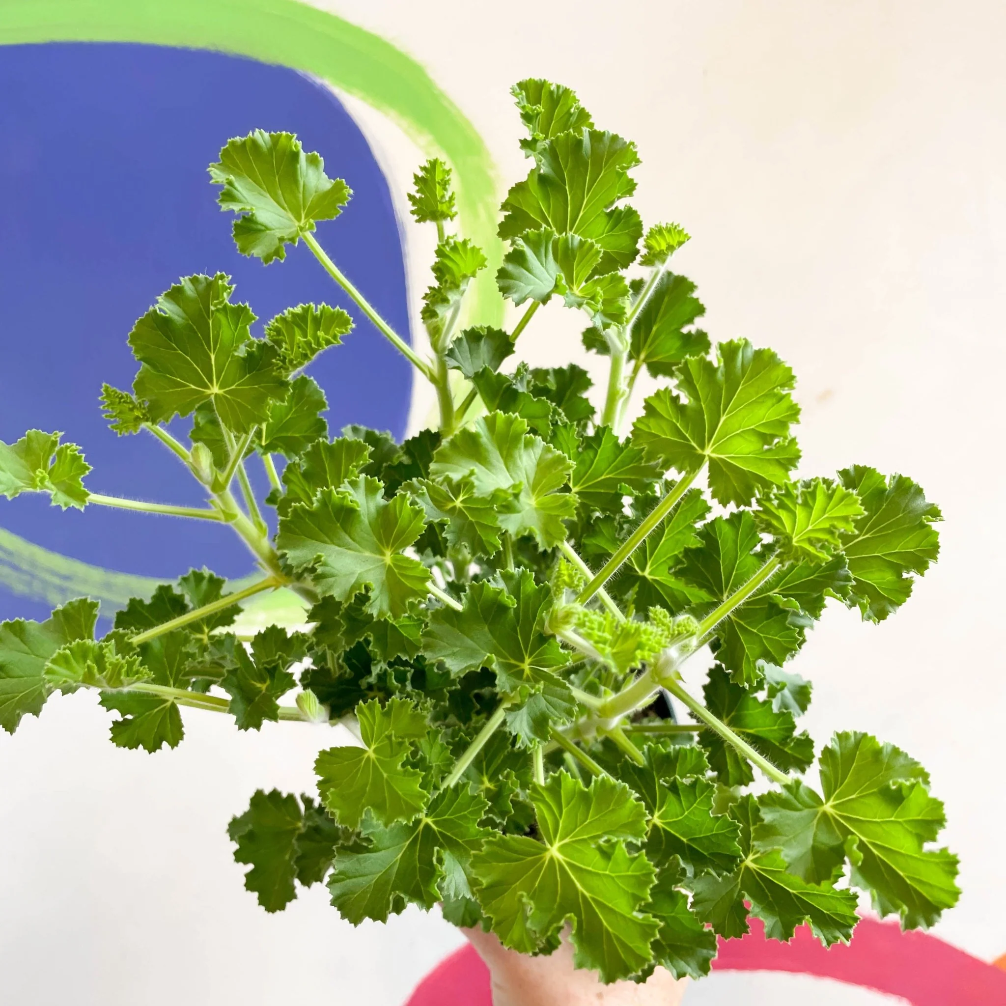 Pelargonium x nervosum 'Cola Bottles' - Cola Scented Geranium - Image 6