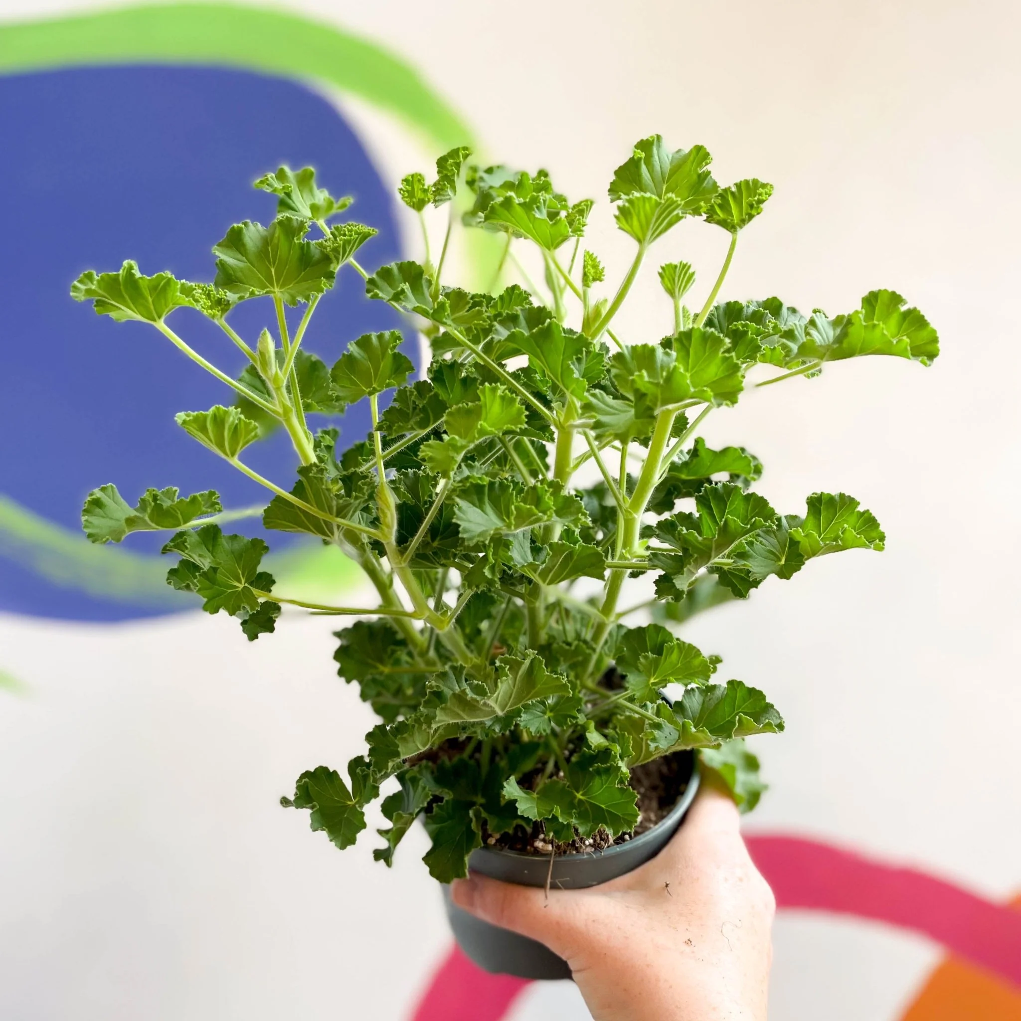 Pelargonium x nervosum 'Cola Bottles' - Cola Scented Geranium - Image 7