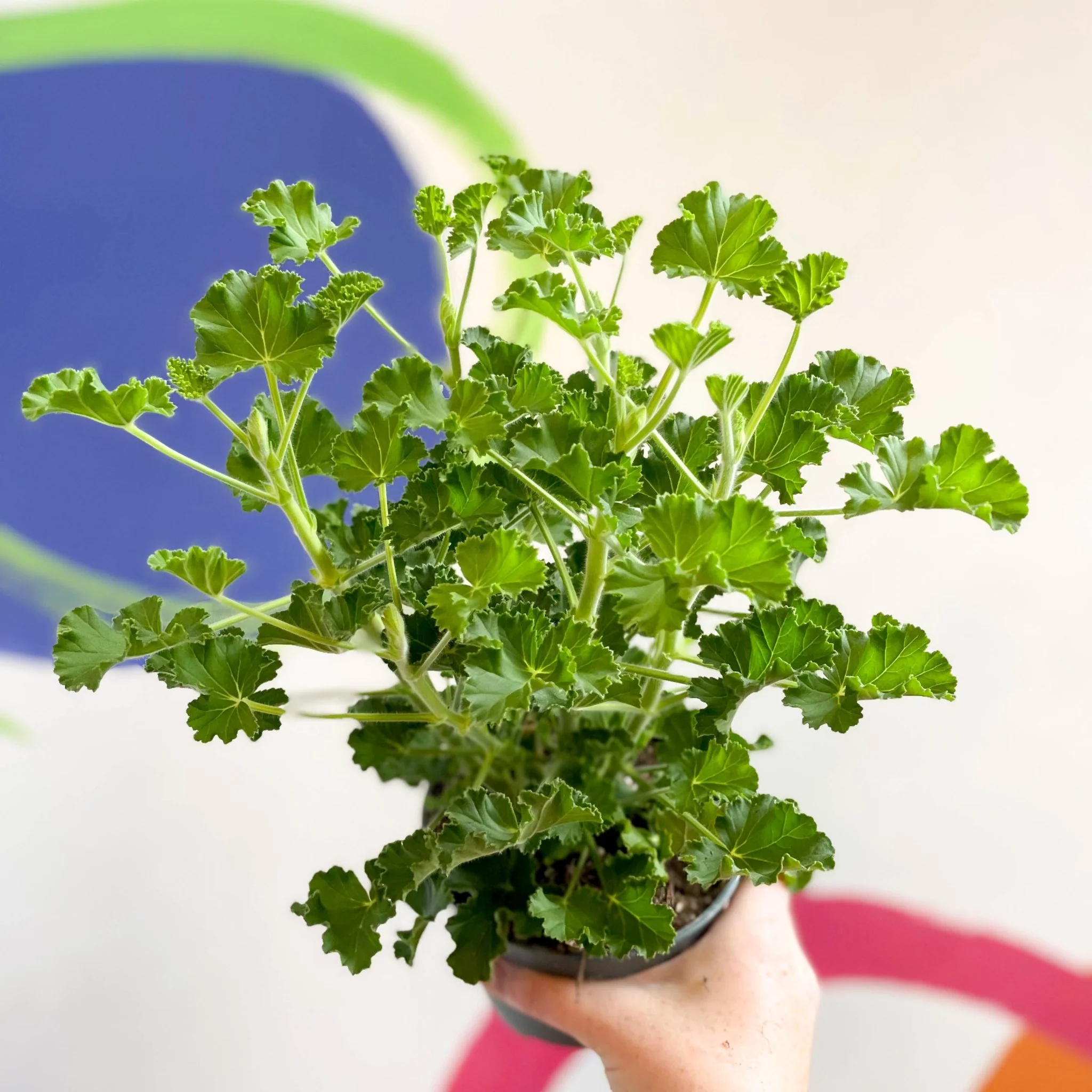 Pelargonium x nervosum 'Cola Bottles' - Cola Scented Geranium - Image 8