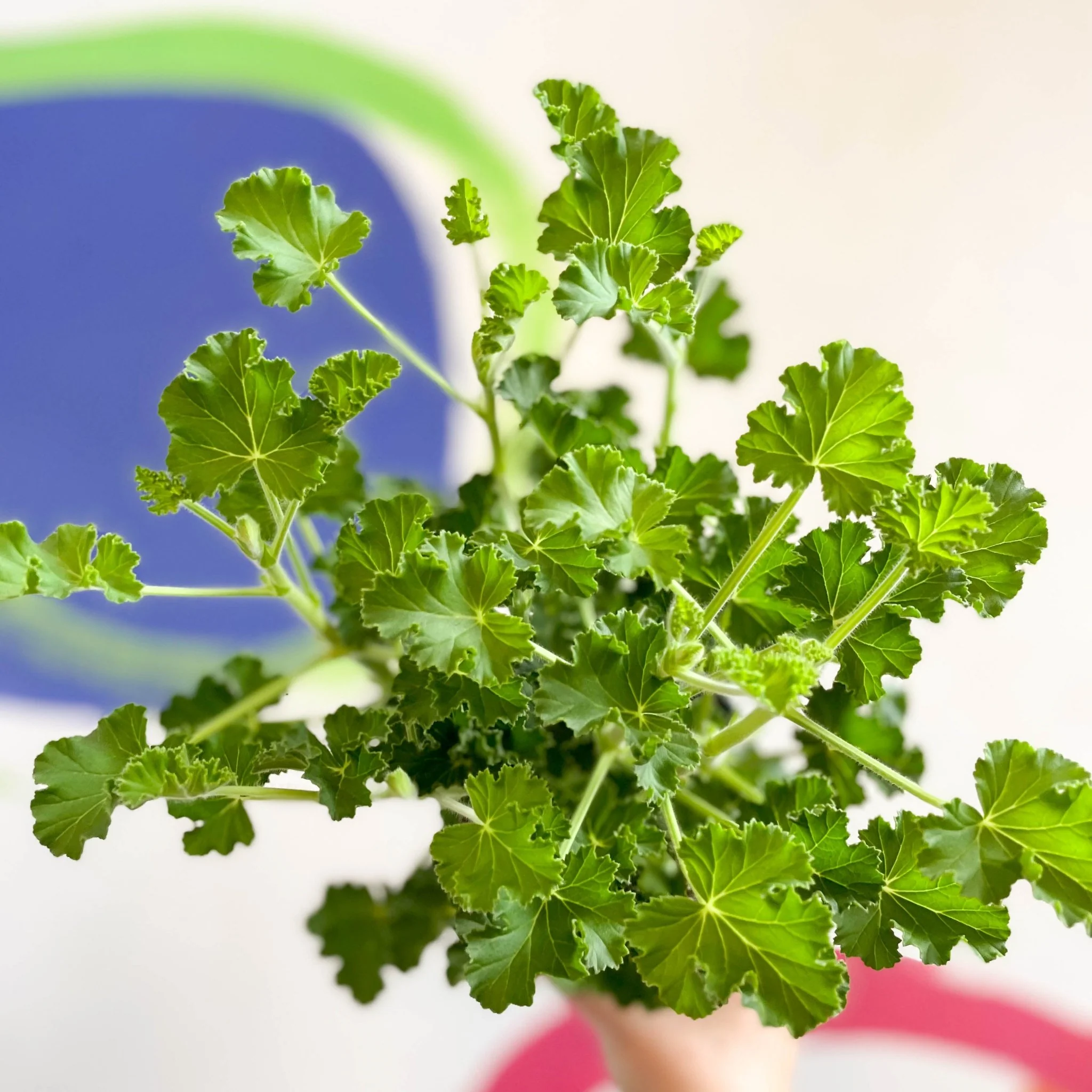 Pelargonium x nervosum 'Cola Bottles' - Cola Scented Geranium - Image 9
