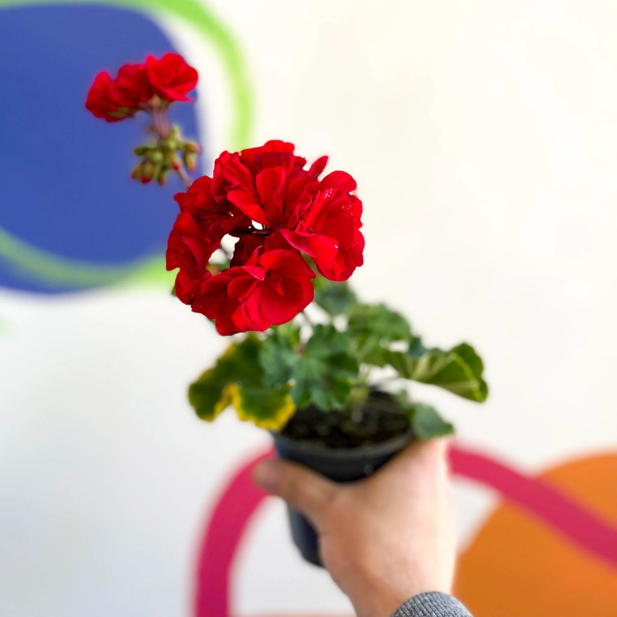 Pelargonium zonale 'Cembalo'