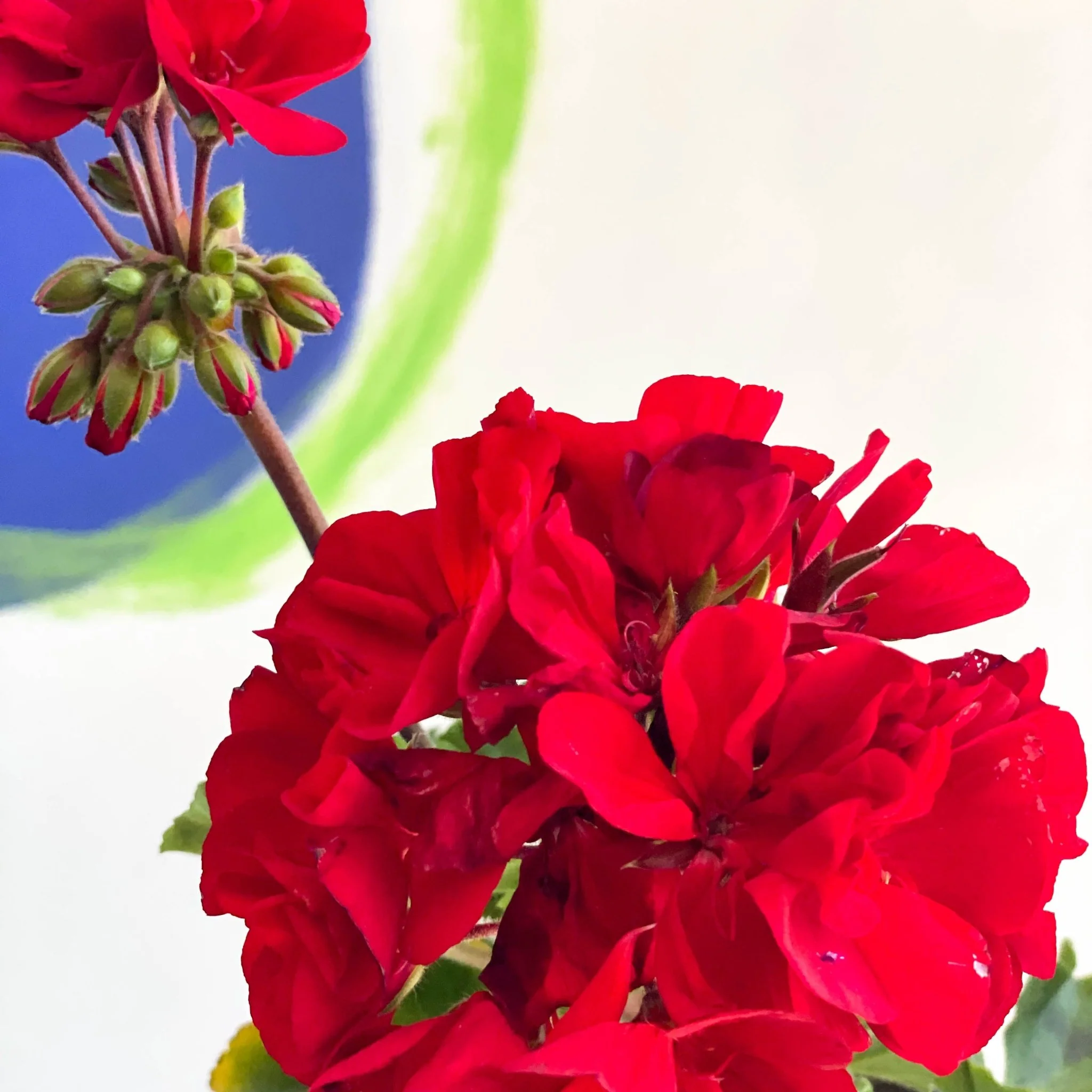 Pelargonium zonale 'Cembalo' - Image 2