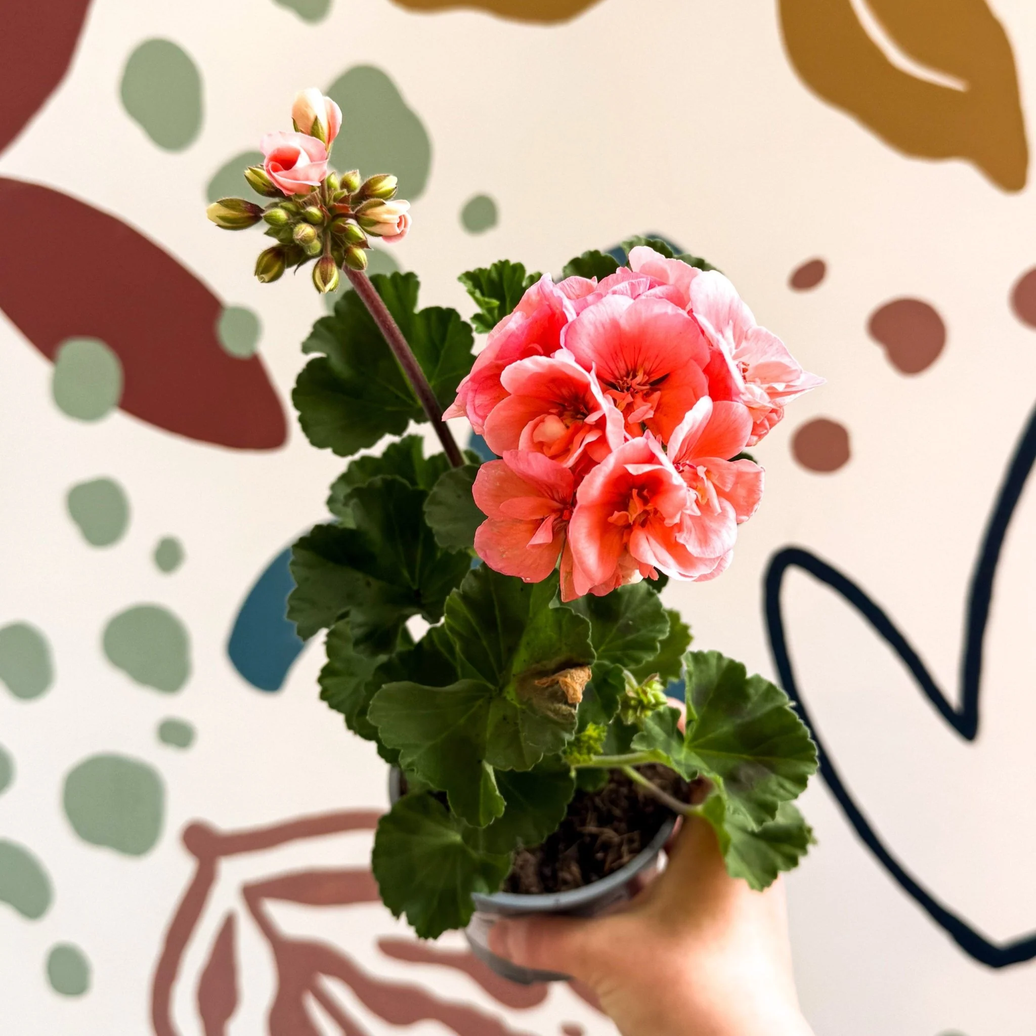 Pelargonium zonale 'Montevideo' - Bedding Geranium