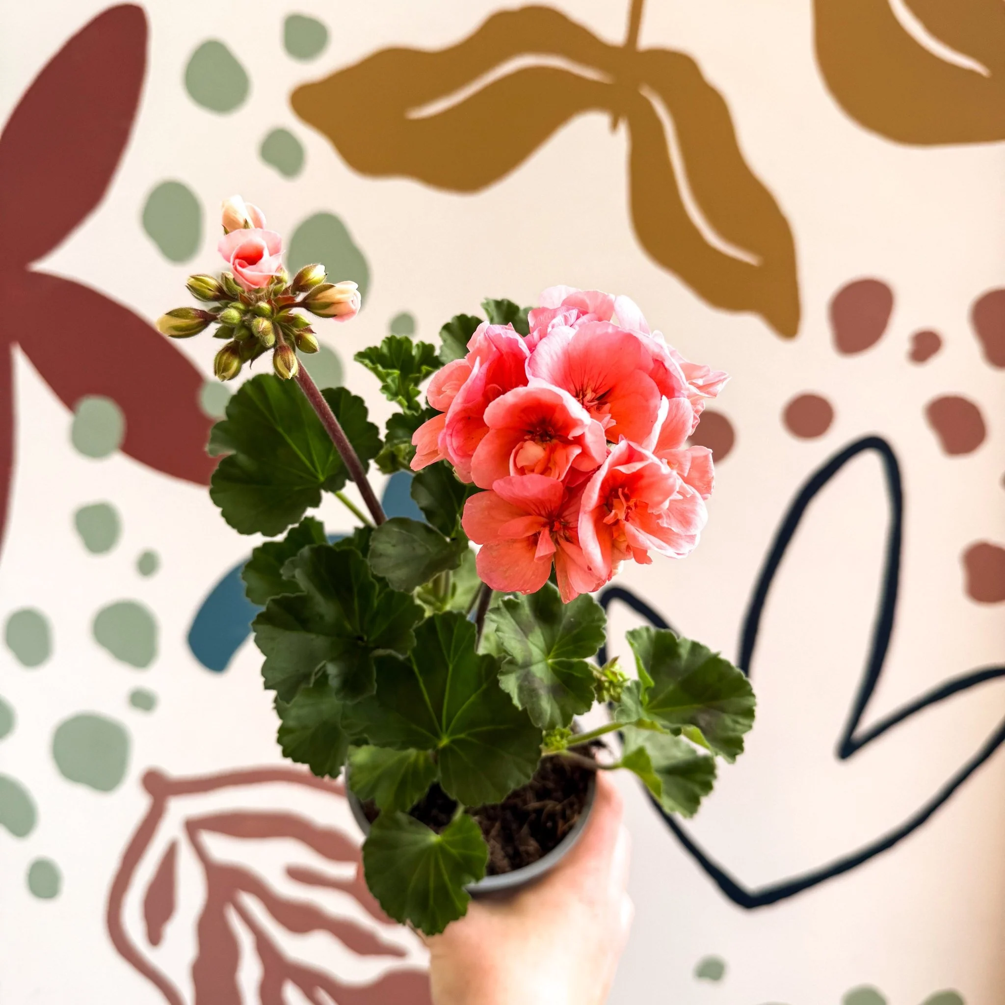 Pelargonium zonale 'Montevideo' - Bedding Geranium - Image 10