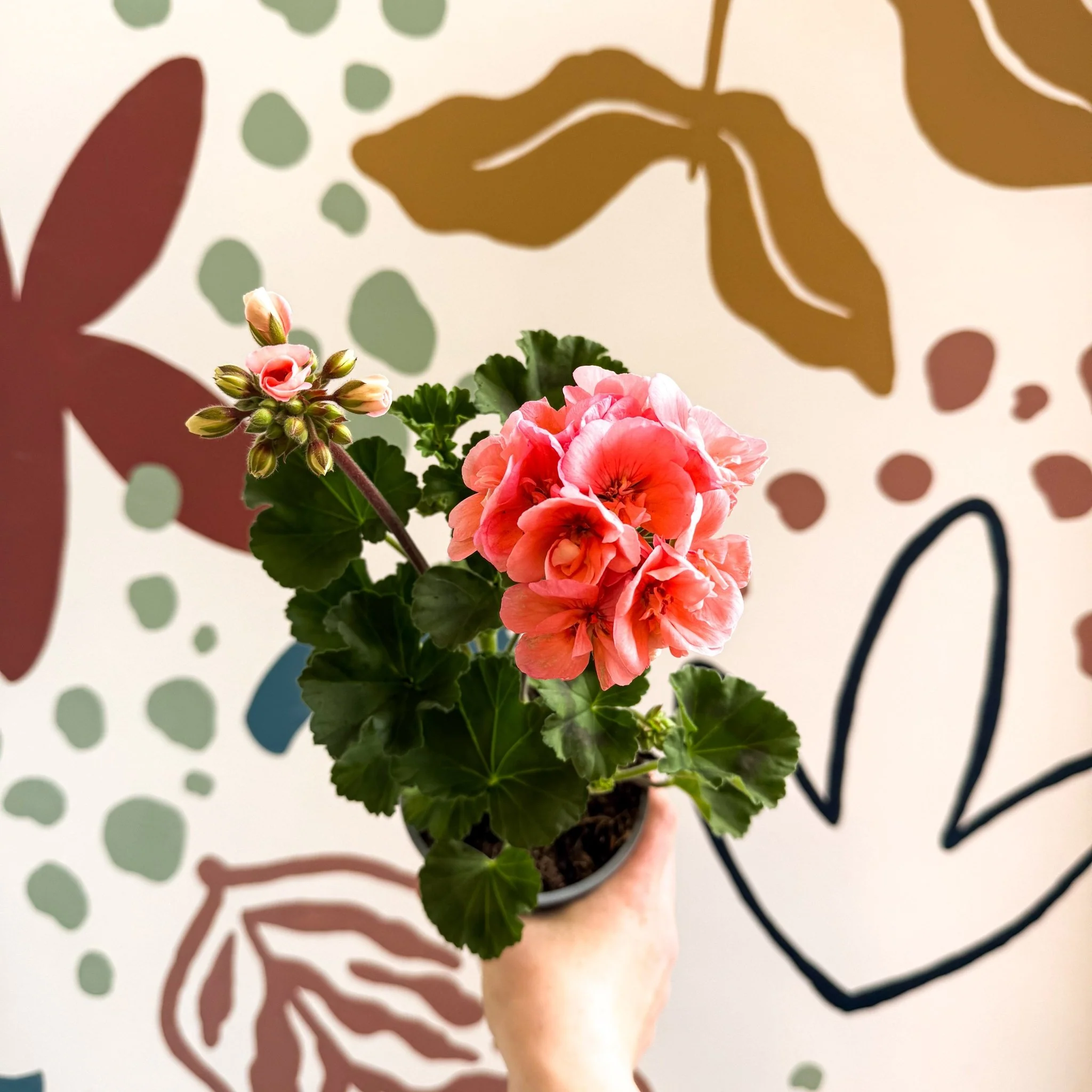 Pelargonium zonale 'Montevideo' - Bedding Geranium - Image 11