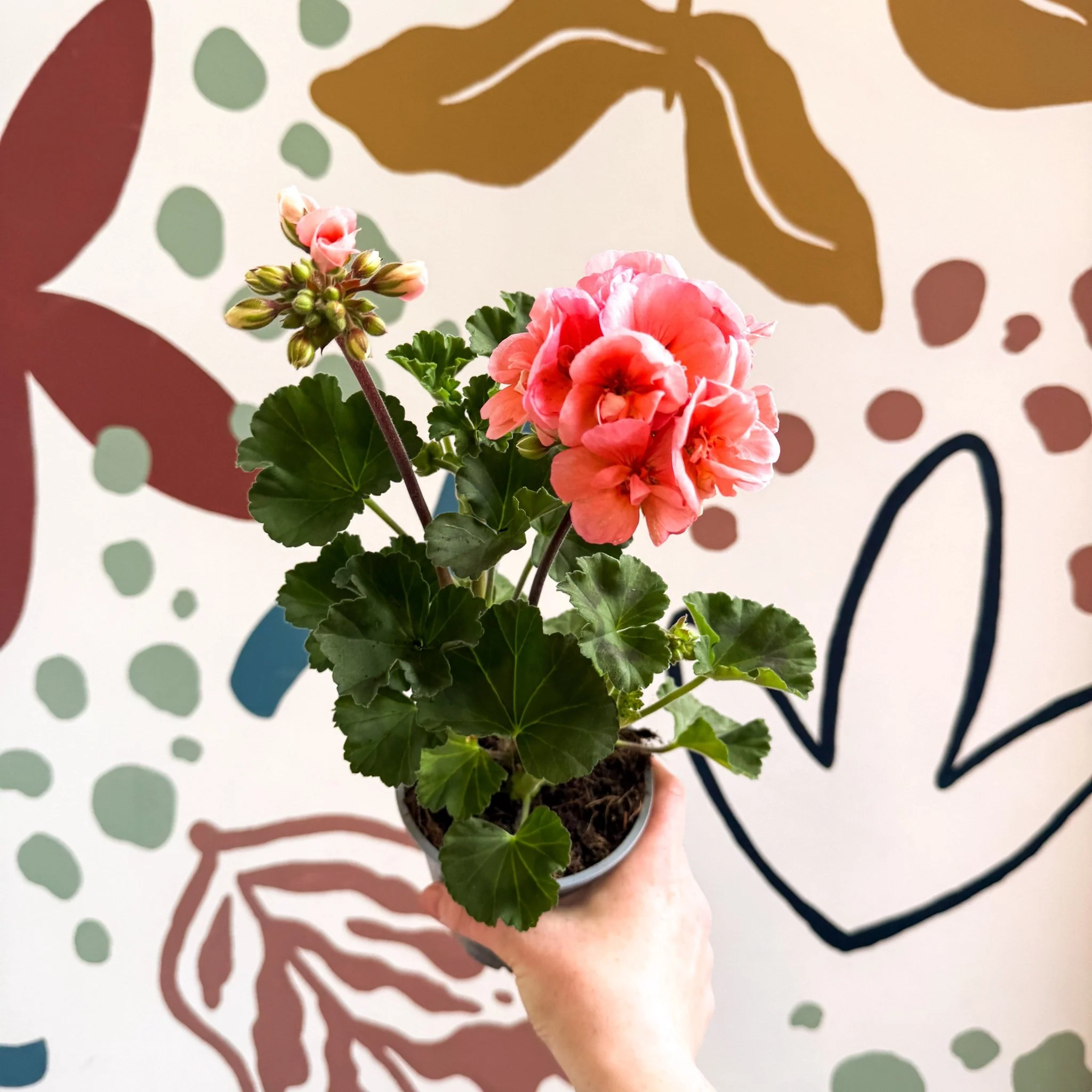 Pelargonium zonale 'Montevideo' - Bedding Geranium - Image 3