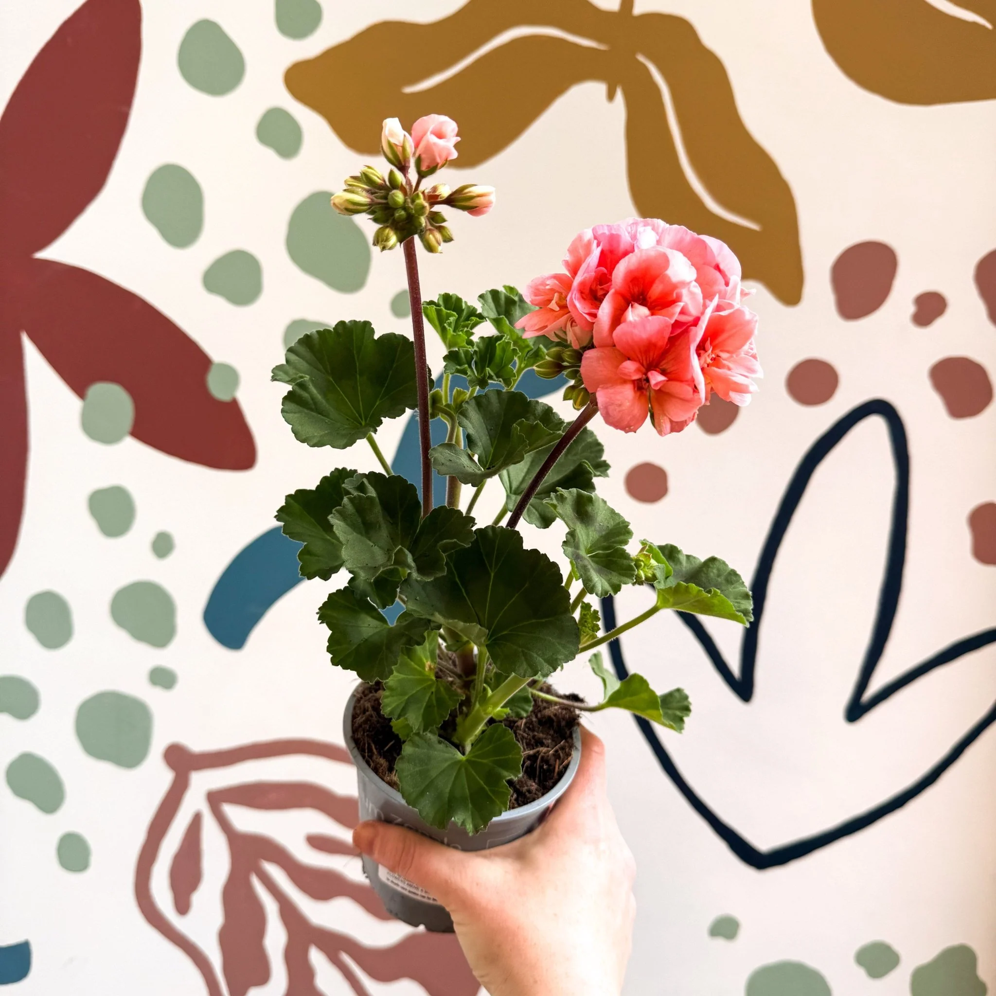 Pelargonium zonale 'Montevideo' - Bedding Geranium - Image 4
