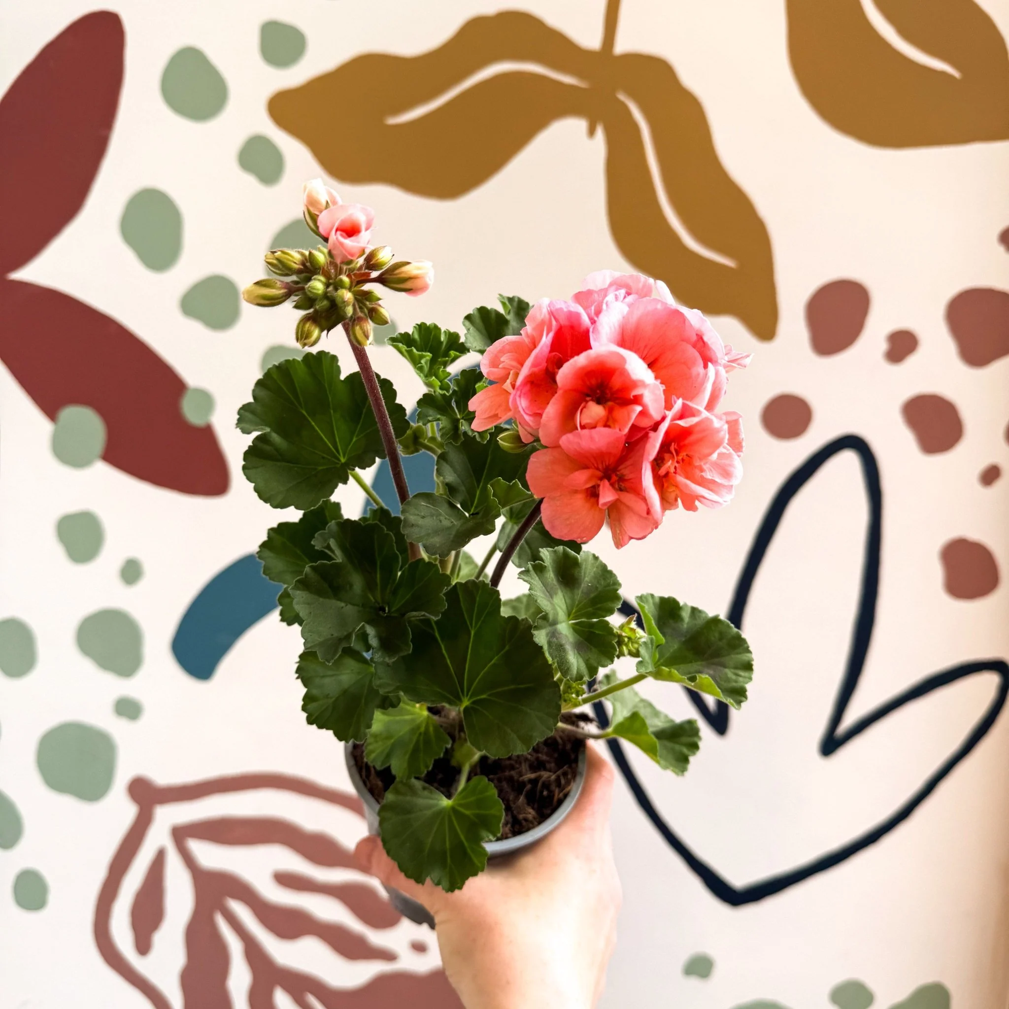 Pelargonium zonale 'Montevideo' - Bedding Geranium - Image 8