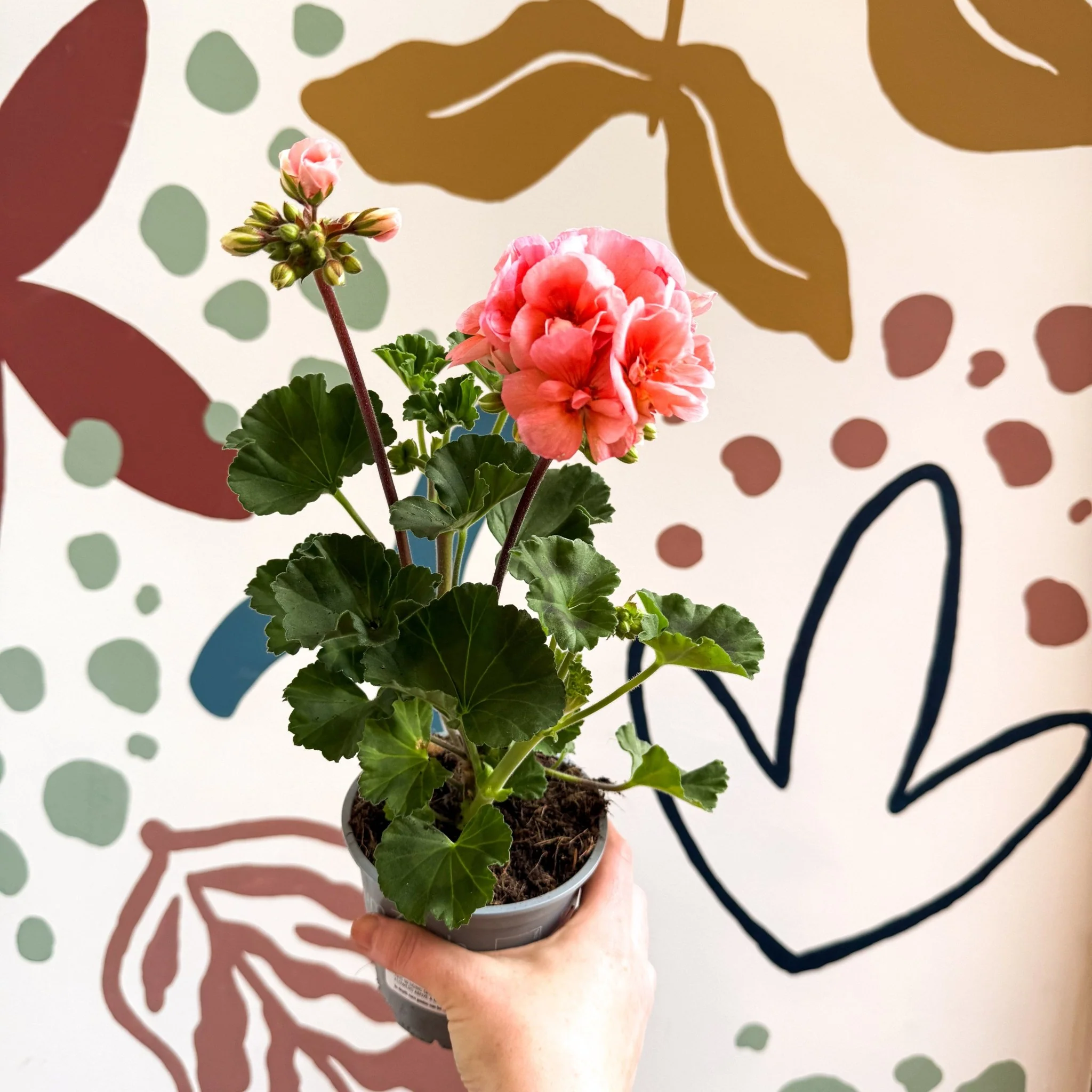 Pelargonium zonale 'Montevideo' - Bedding Geranium - Image 9